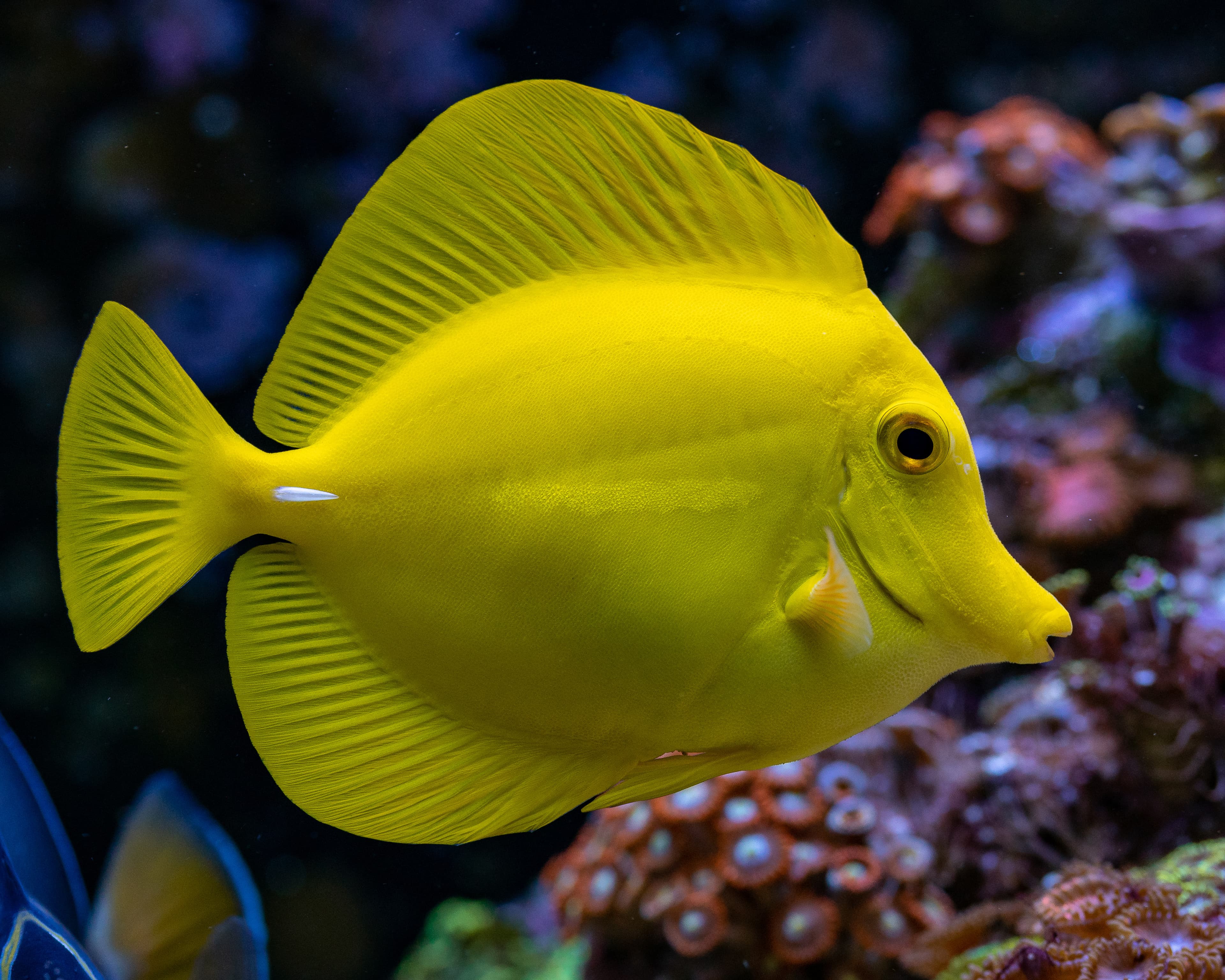 Yellow Tang (Zebrasoma flavescens)