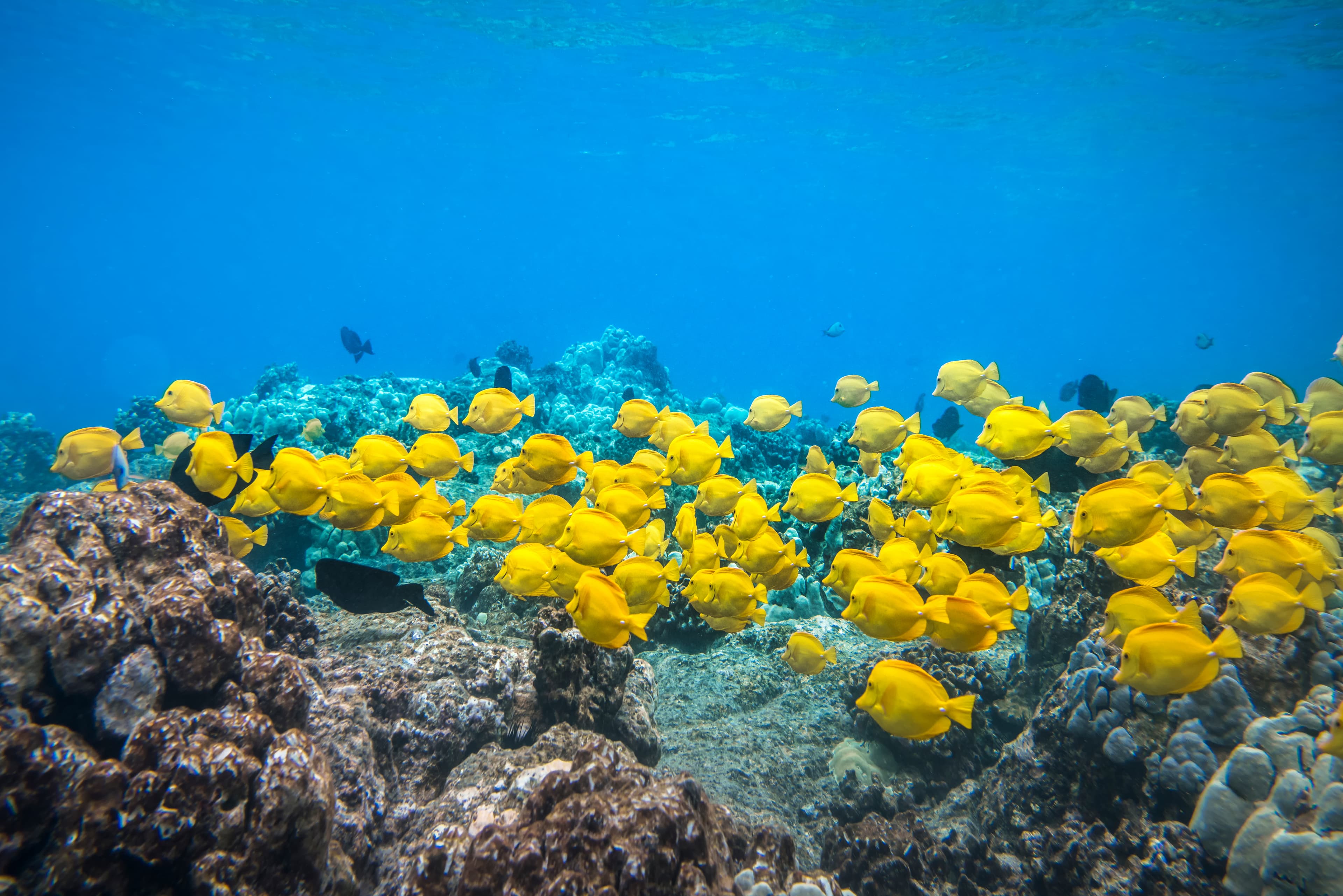 A group of Yellow Tangs fish swimming in the crystal clear water, Big Island, Hawaii