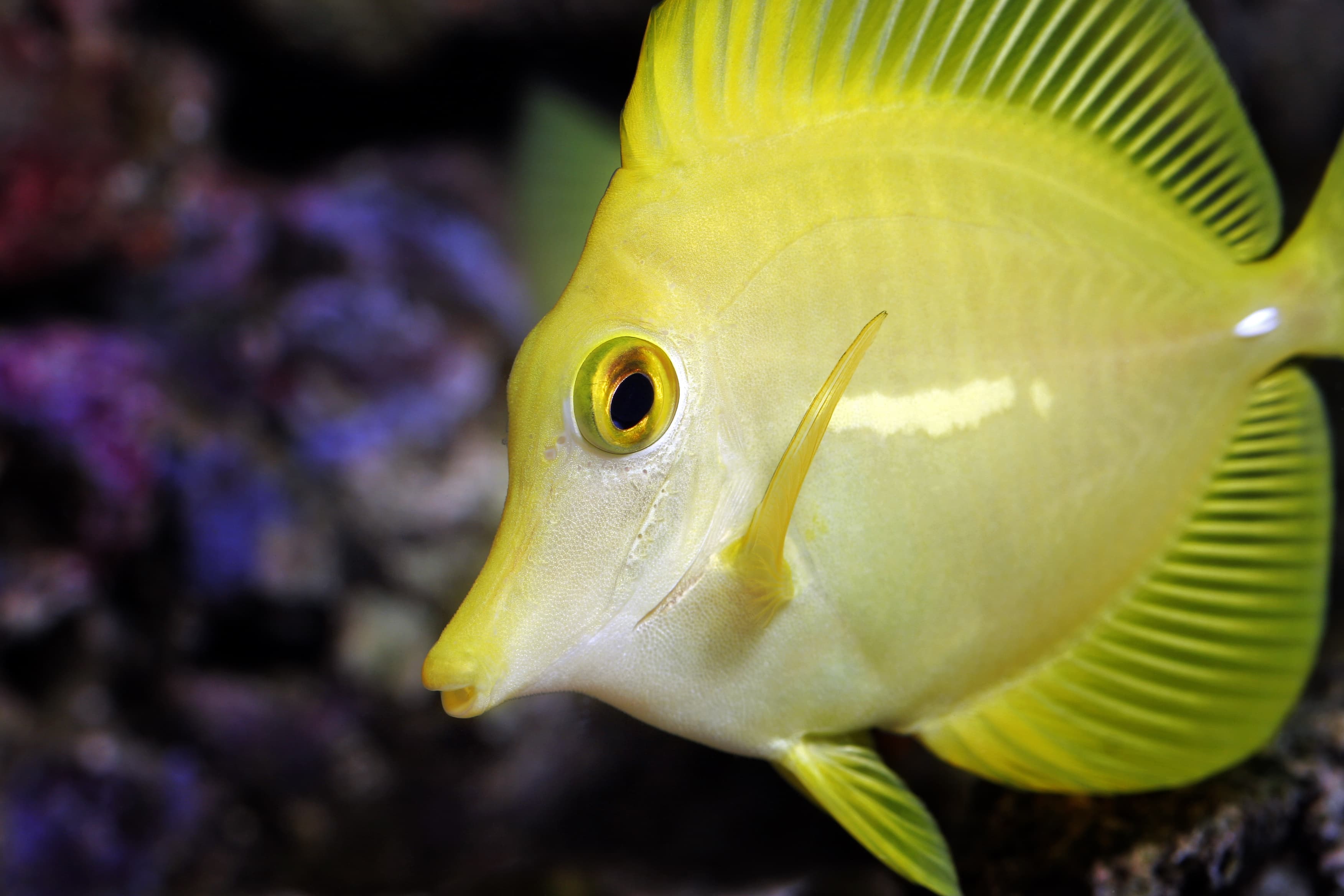 Yellow Tang (Zebrasoma flavescens) face close up