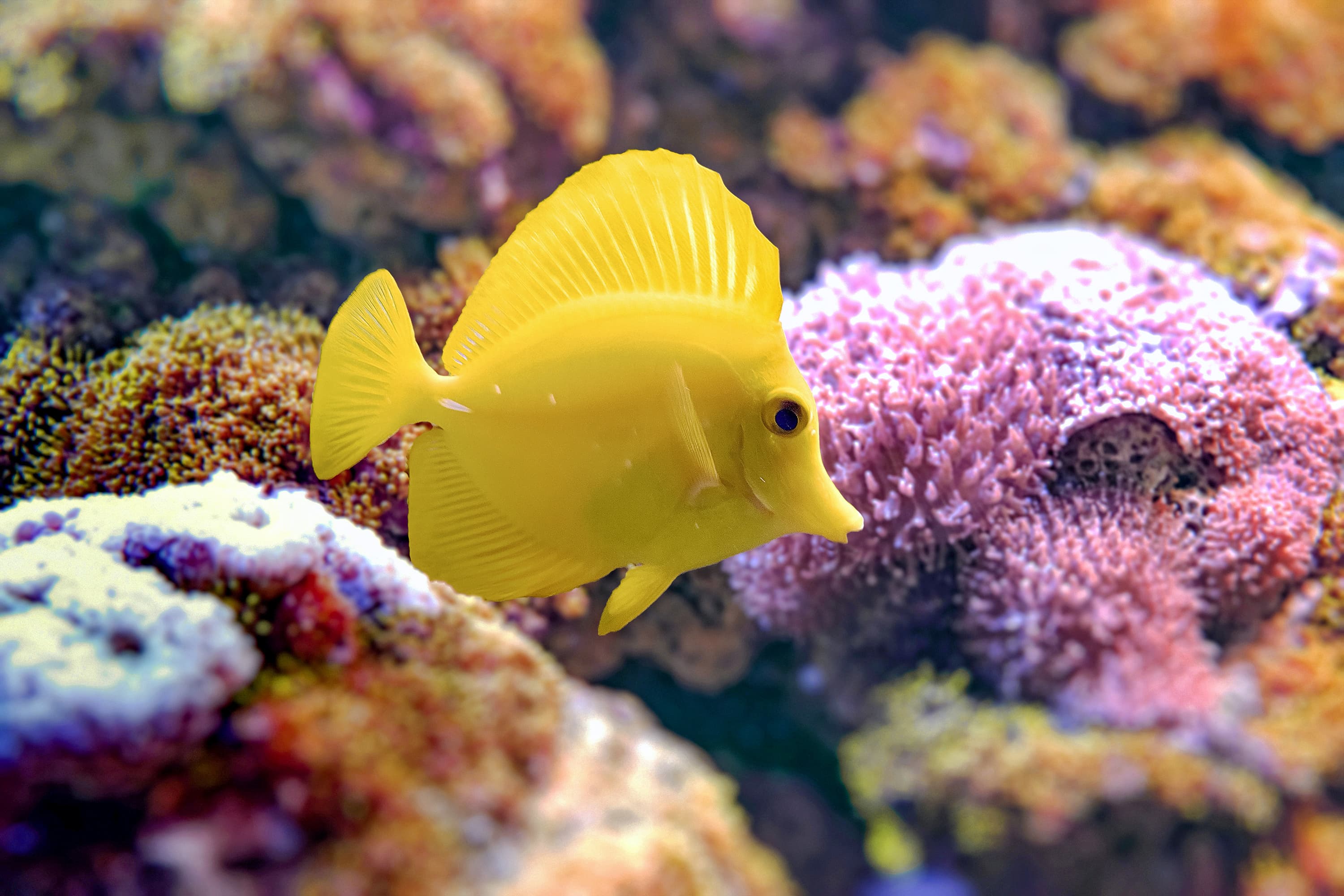 Yellow Tang (Zebrasoma flavescens)