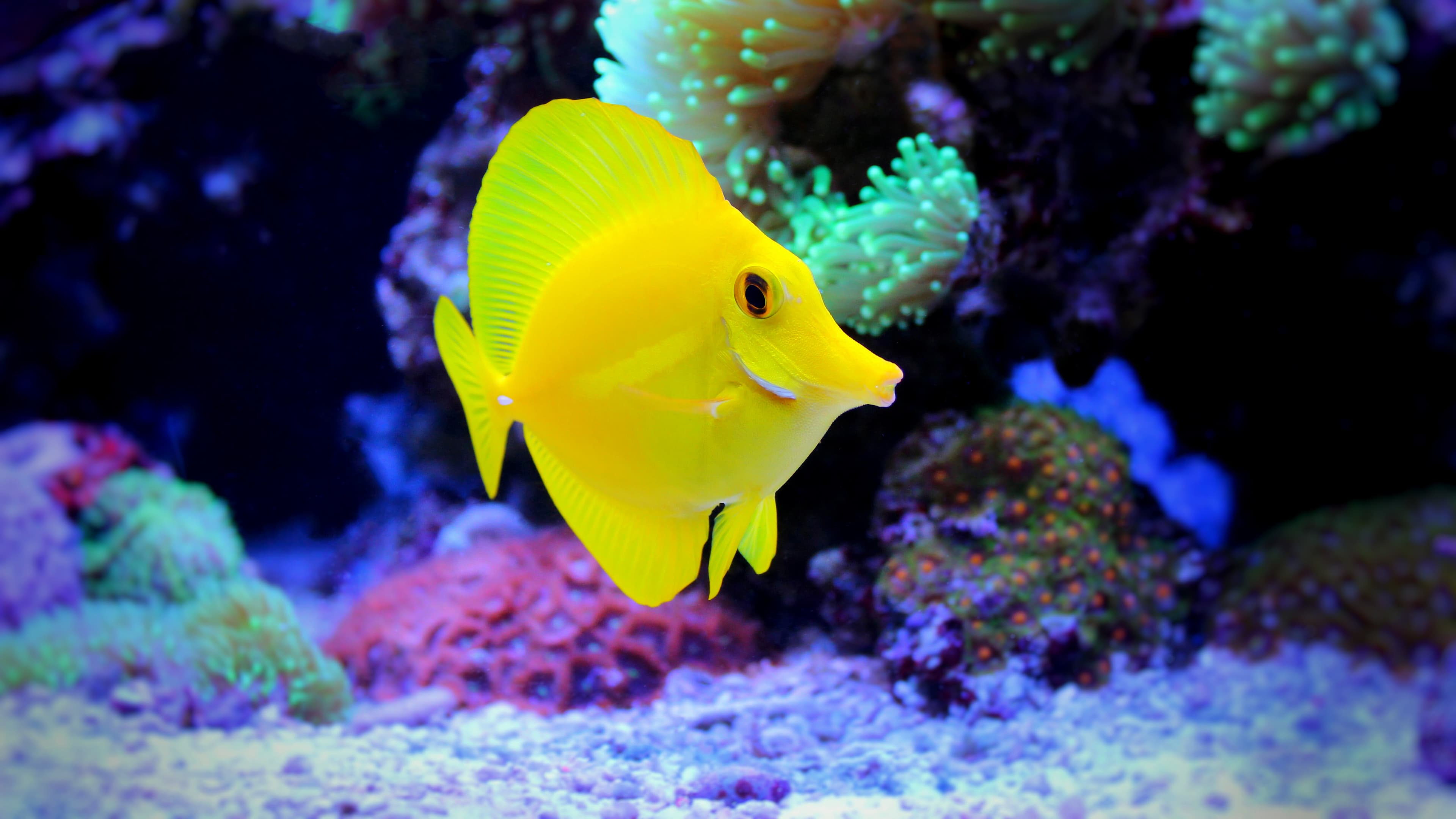 Yellow Tang (Zebrasoma flavescens)