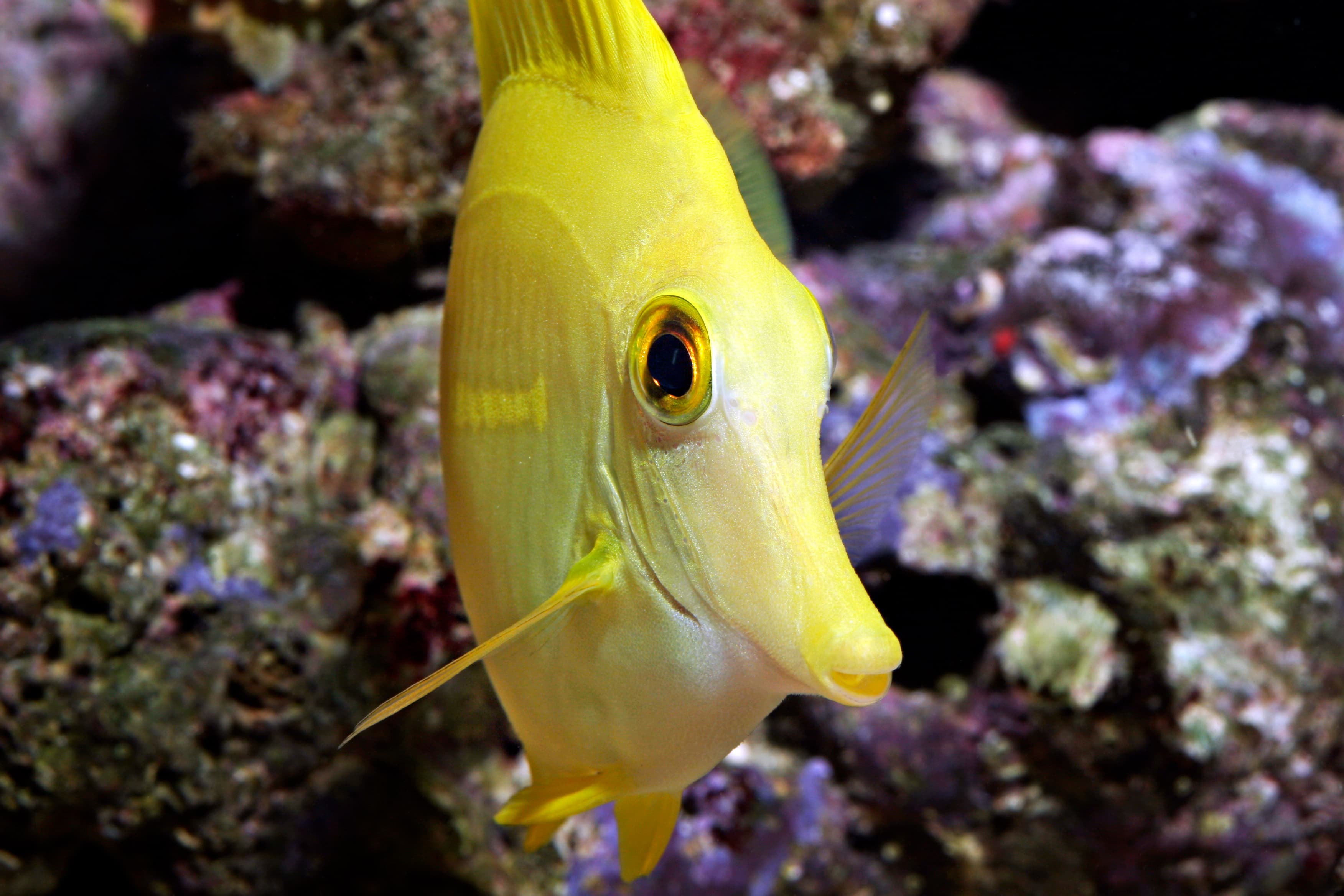 Yellow Tang (Zebrasoma flavescens) face close up