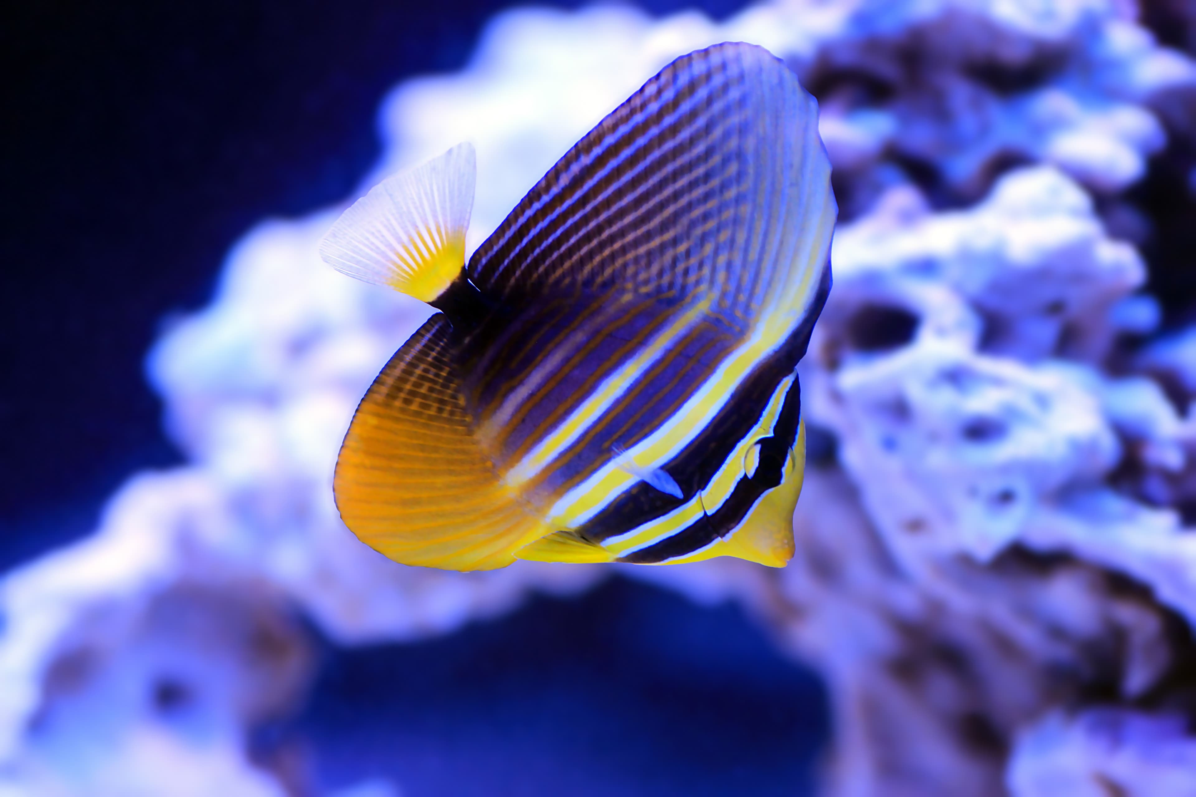 Sailfin Tang (Zebrasoma veliferum) juvenile