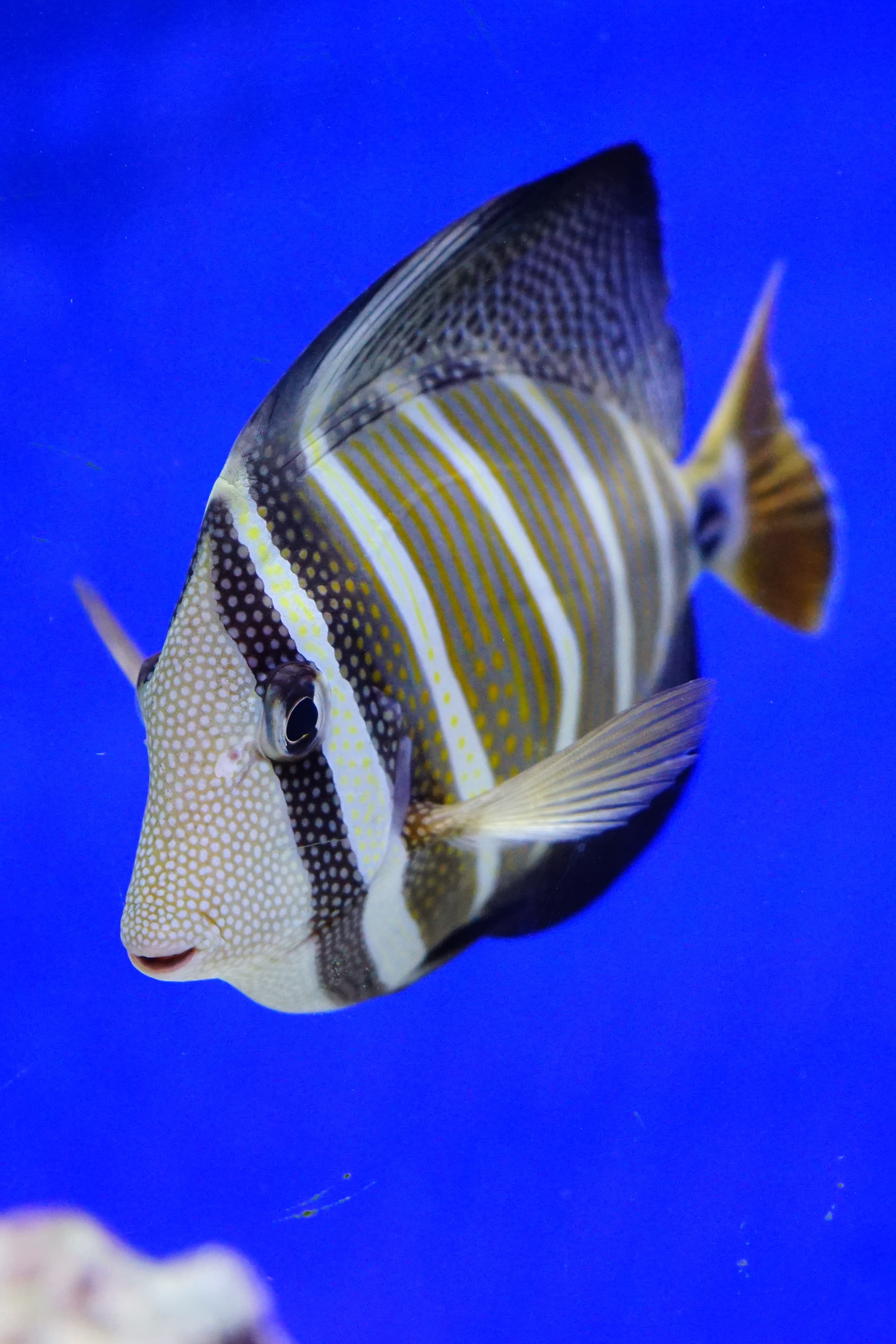 Close up of a Sailfin Tang (Zebrasoma veliferum)