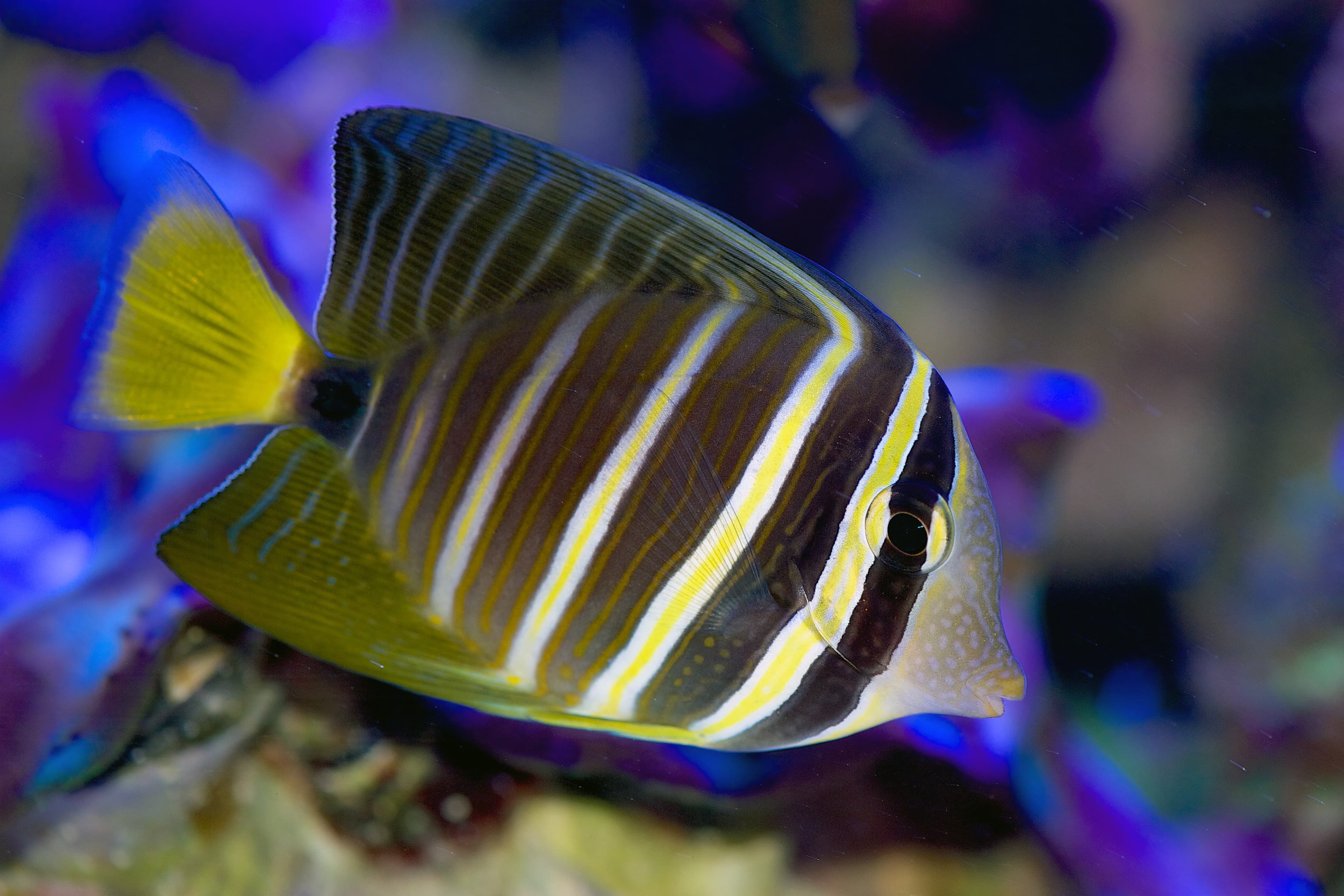 Pacific Sailfin Tang (Zebrasoma veliferum) in a reef