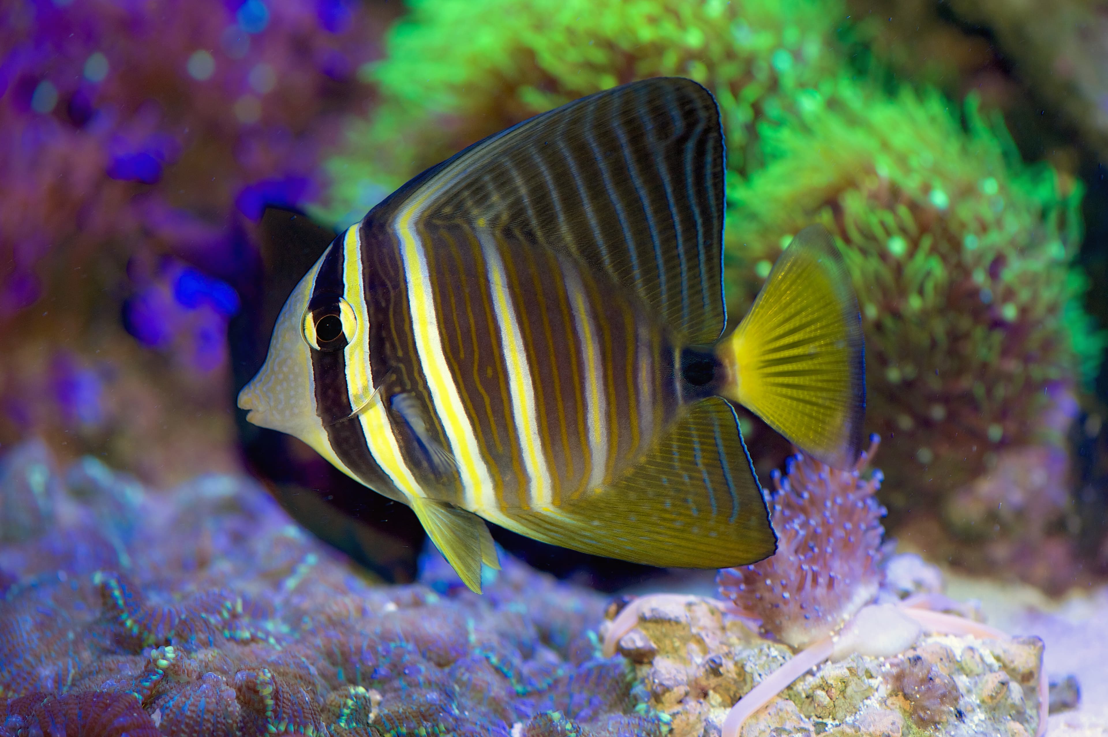 Pacific Sailfin Tang (Zebrasoma veliferum) in a reef