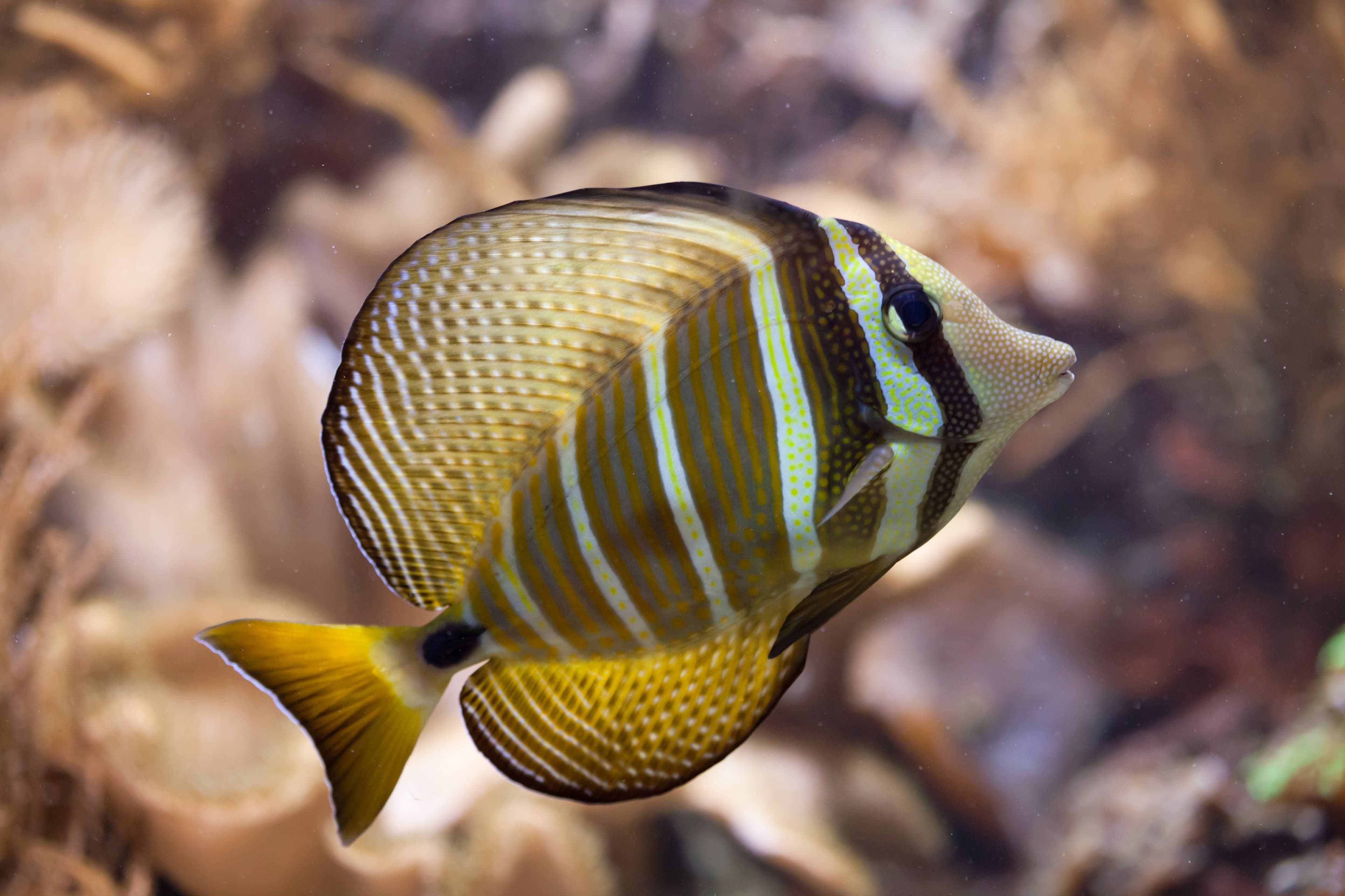 Sailfin Tang (Zebrasoma veliferum)