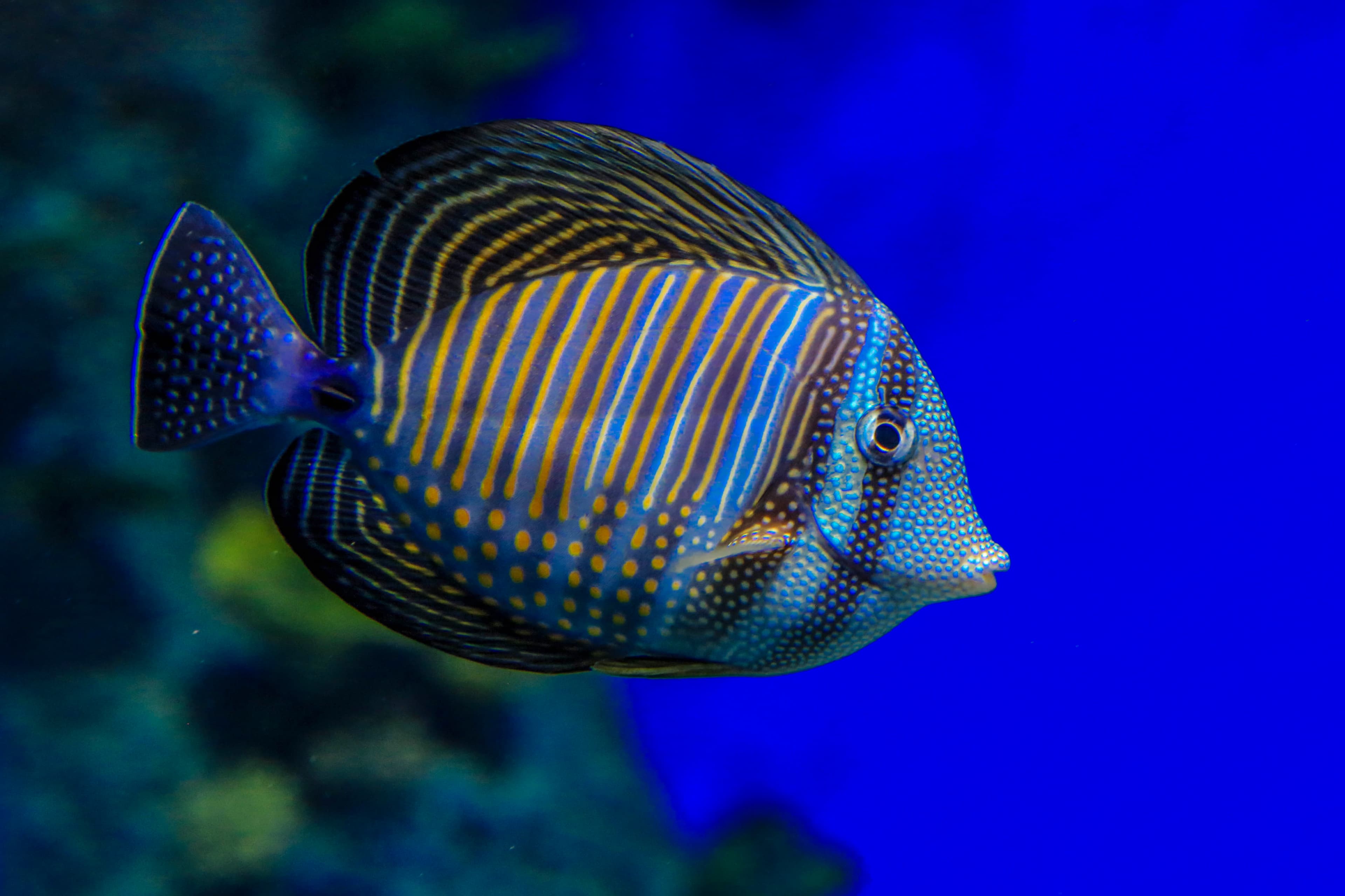 Indian Sailfin Tang (Zebrasoma desjardinii)
