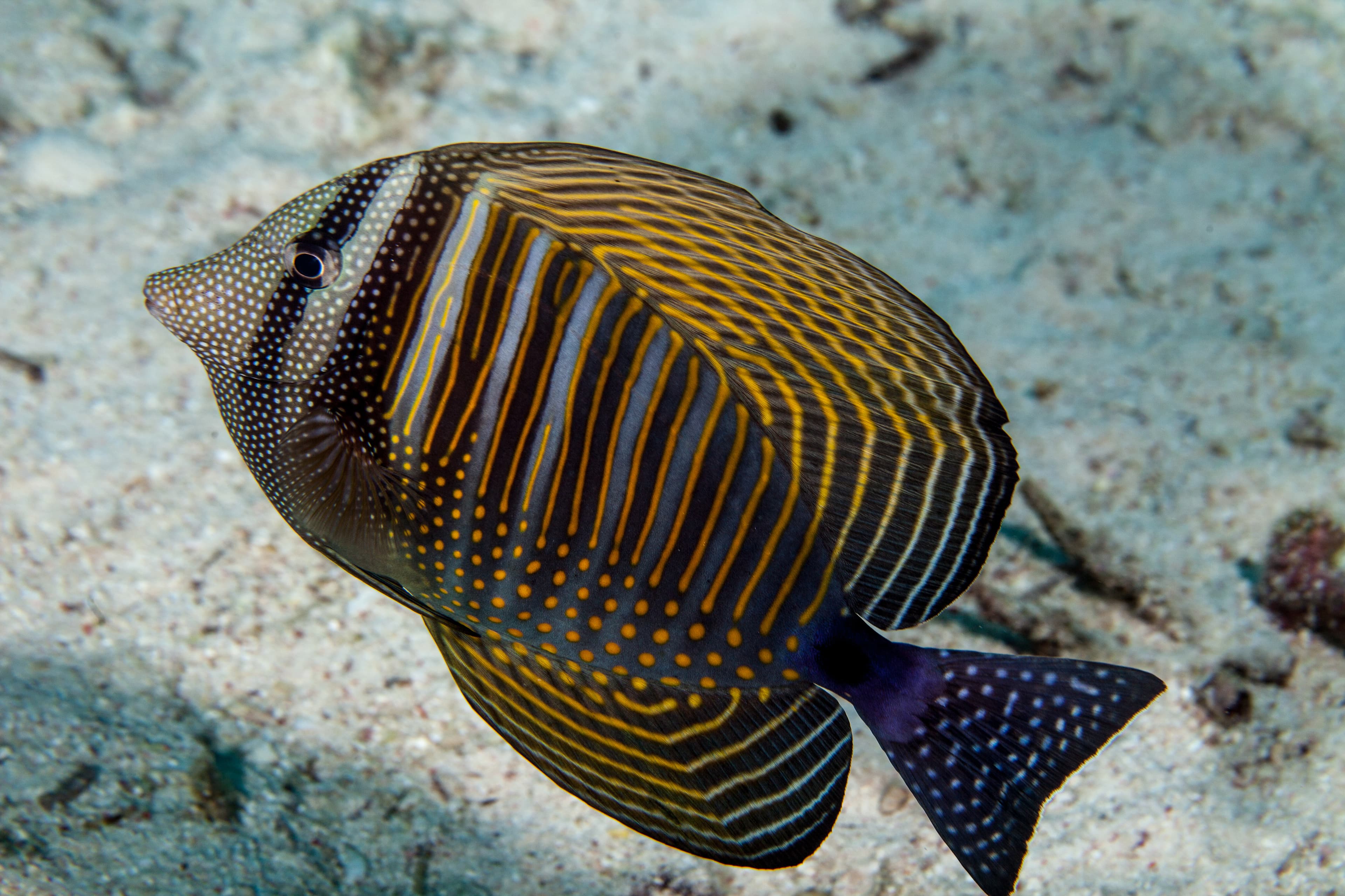 The Red Sea Sailfin Tang or Desjardin's Sailfin Tang (Zebrasoma desjardinii)