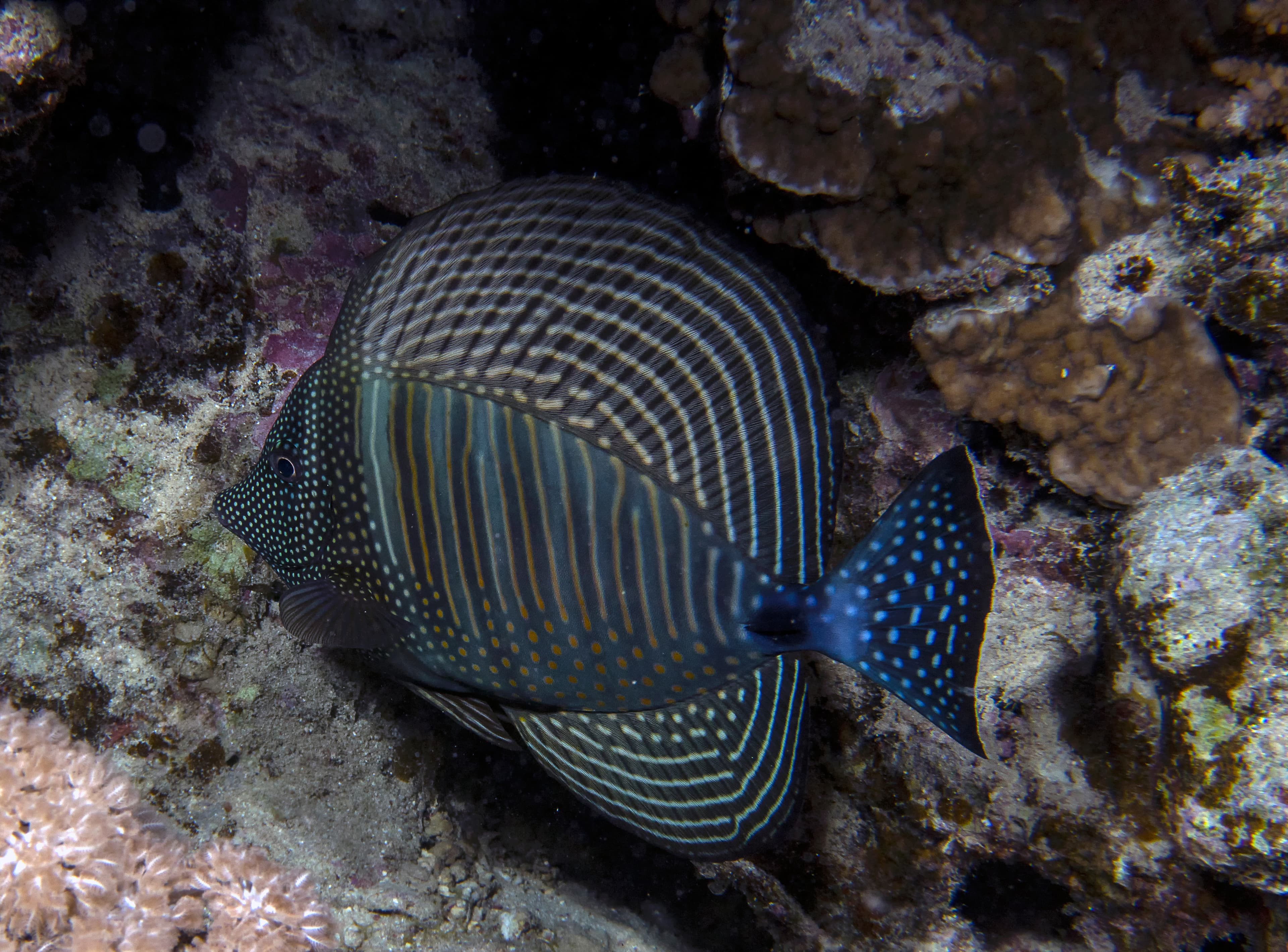 Indian Sailfin Tang (Zebrasoma desjardinii) in the Red Sea, Egypt