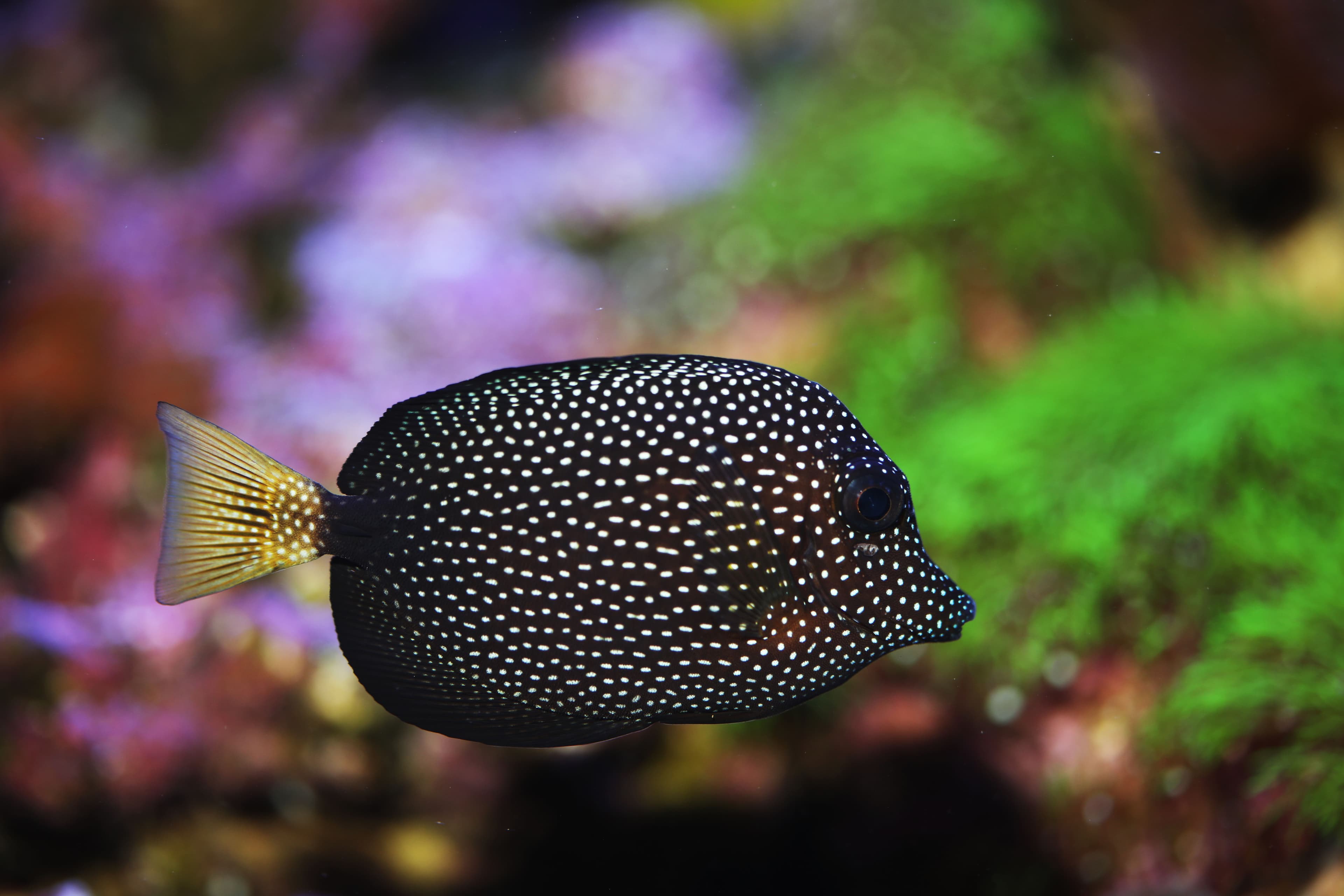 Rare and expensive Gem Tang (Zebrasoma gemmatum)