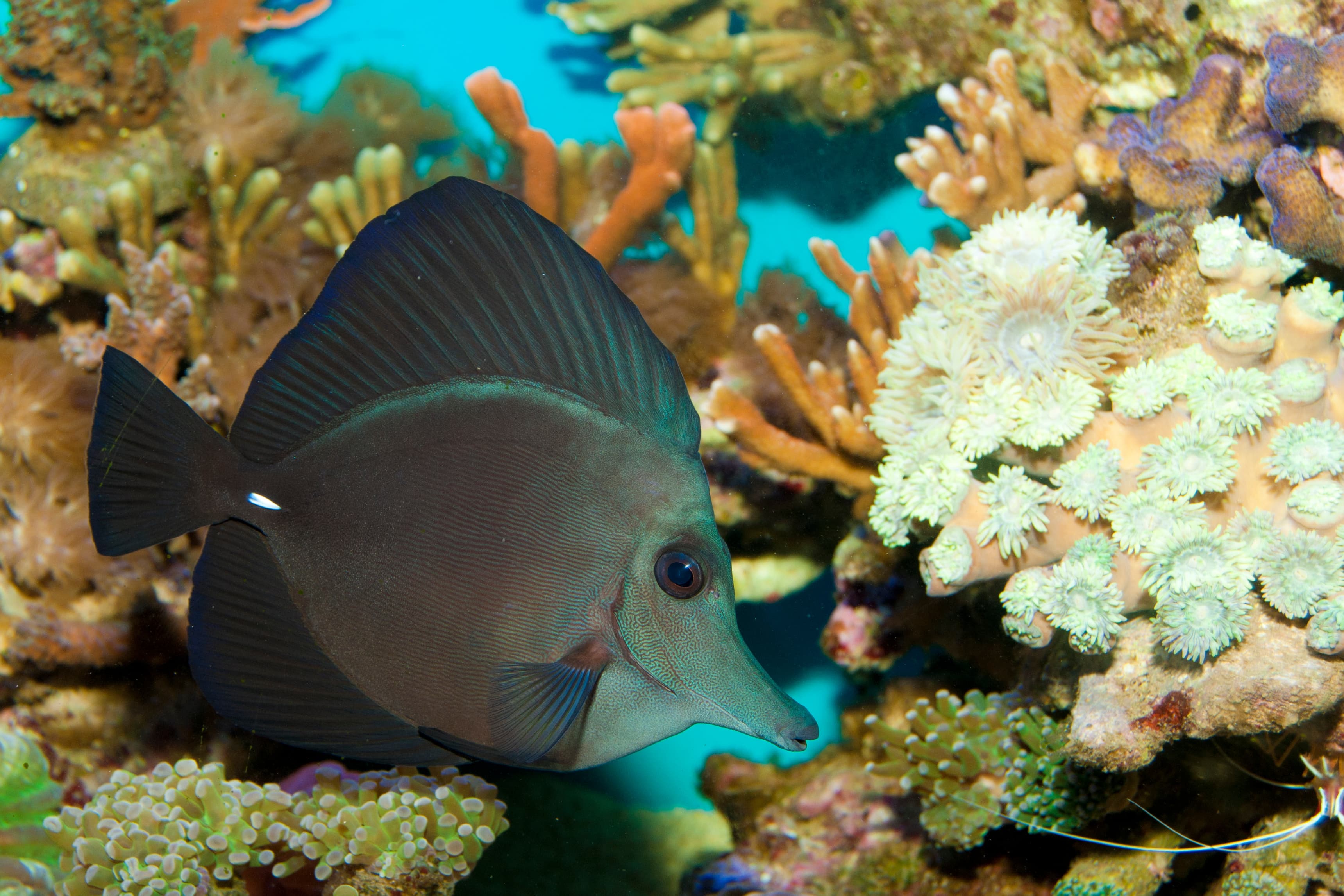 Black Longnose Sailfin Tang (Zebrasoma rostratum)