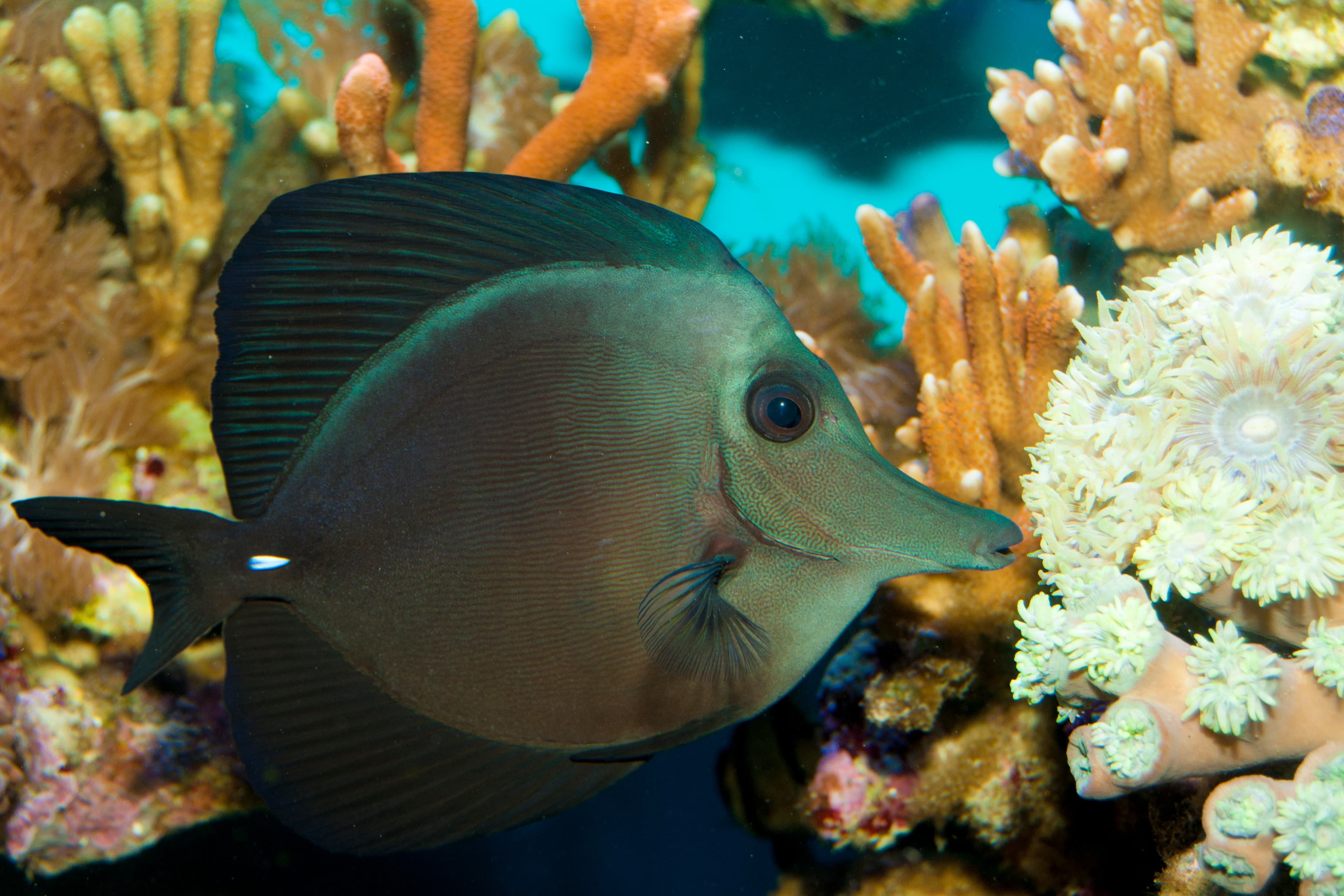 Black Longnose Sailfin Tang (Zebrasoma rostratum)