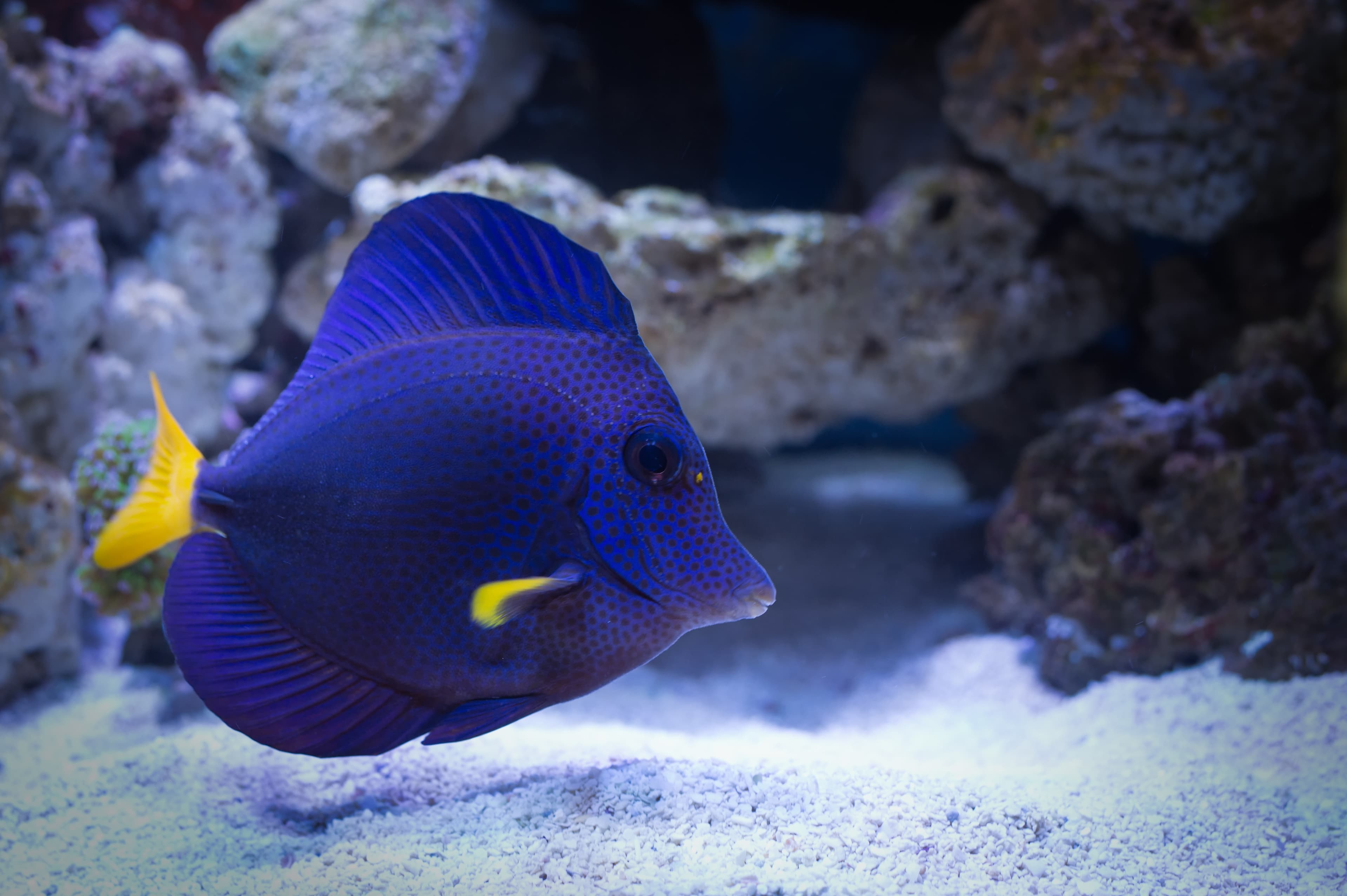 Purple Tang (Zebrasoma xanthurum)