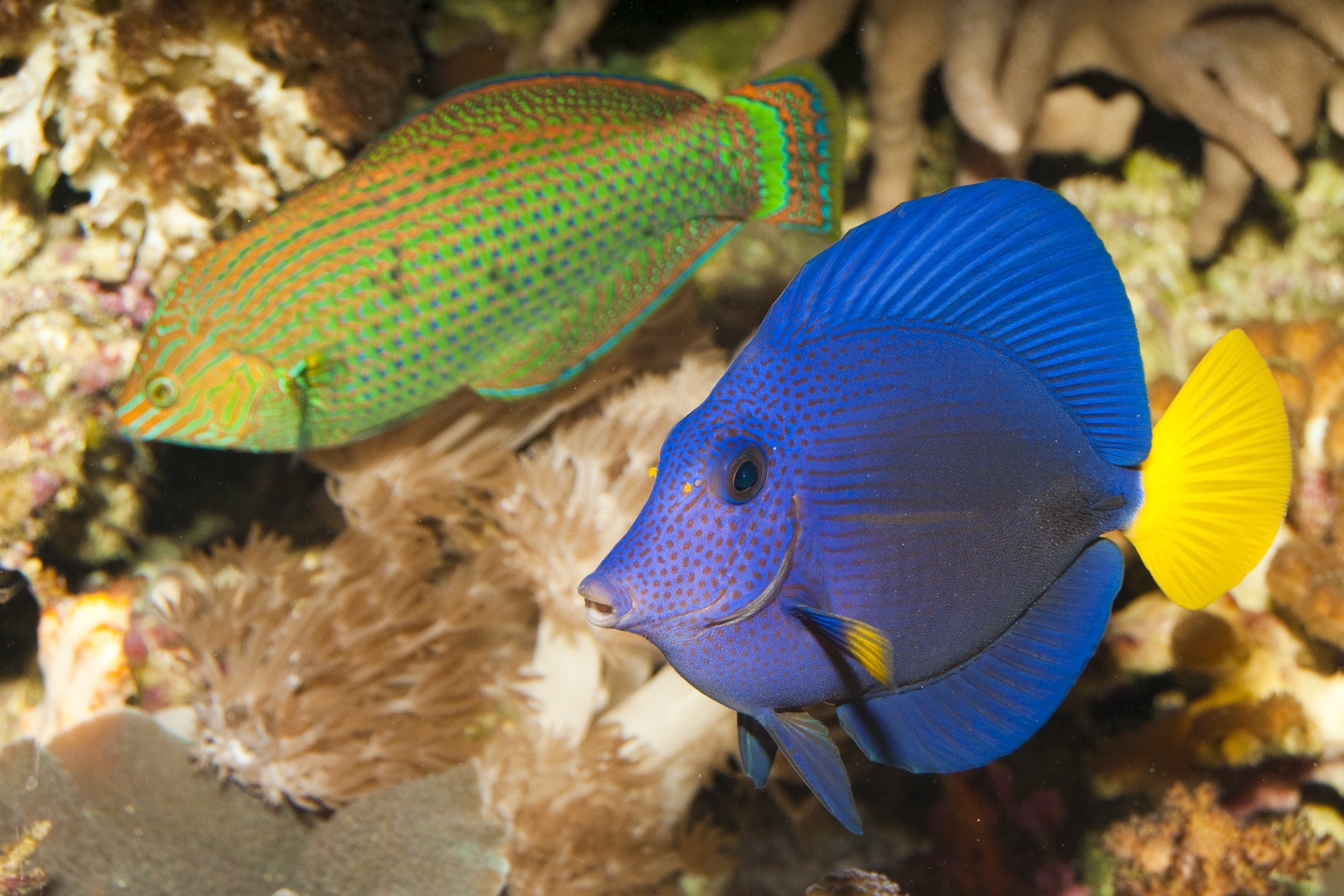 Purple Tang in aquarium