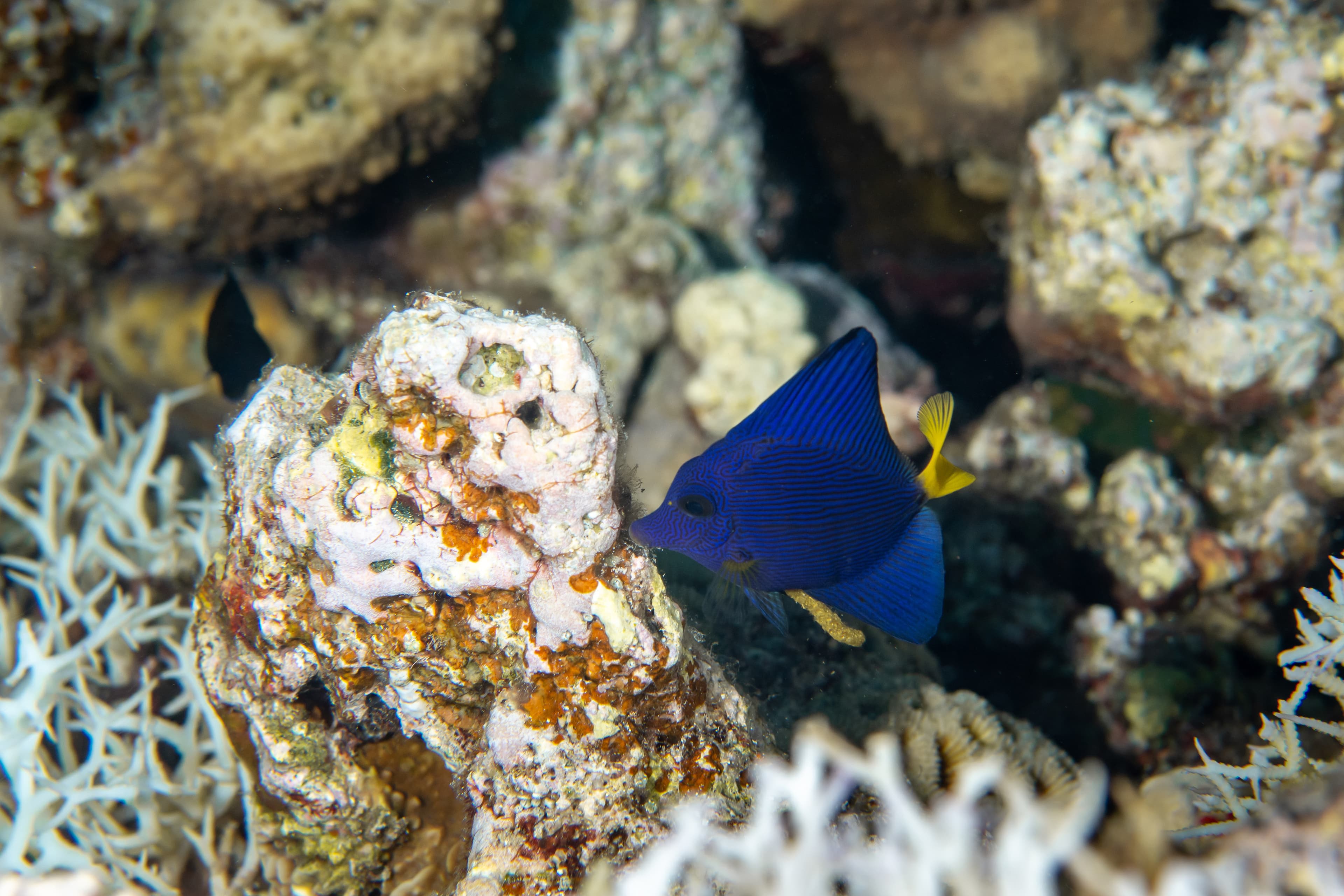 The Purple Tang or Yellowtail Tang (Zebrasoma xanthurum) in St. John´s Reef, Marsa Alam, Egypt