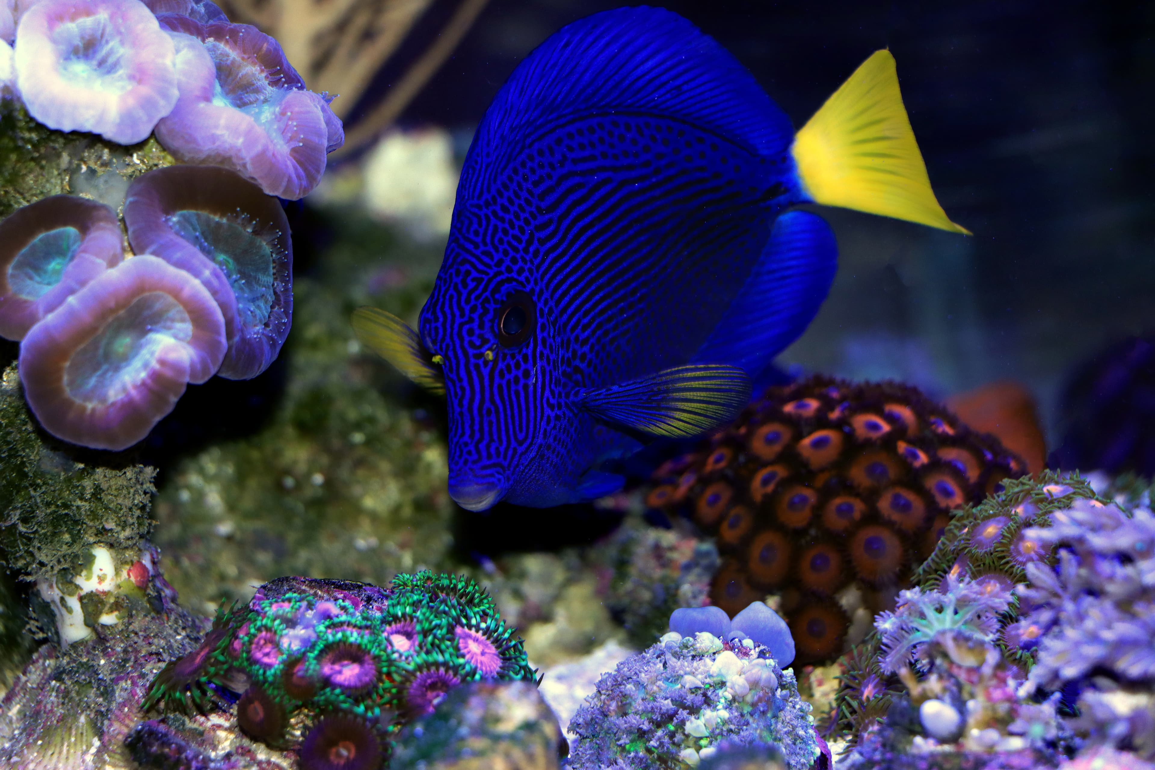 The Purple Tang or Yellowtail Tang (Zebrasoma xanthurum)