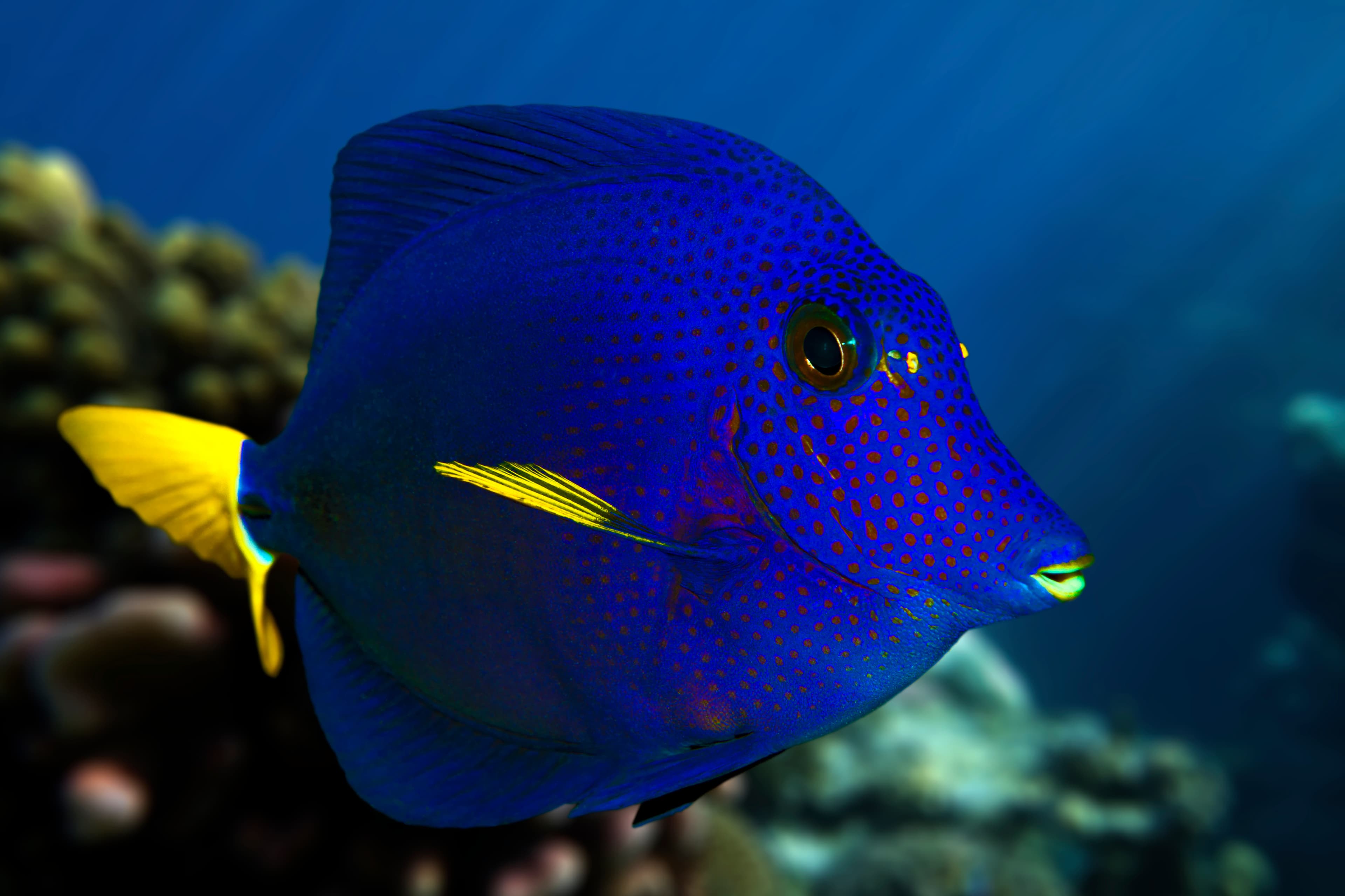 Yellowtail Tang (Zebrasoma xanthurum) - Red Sea