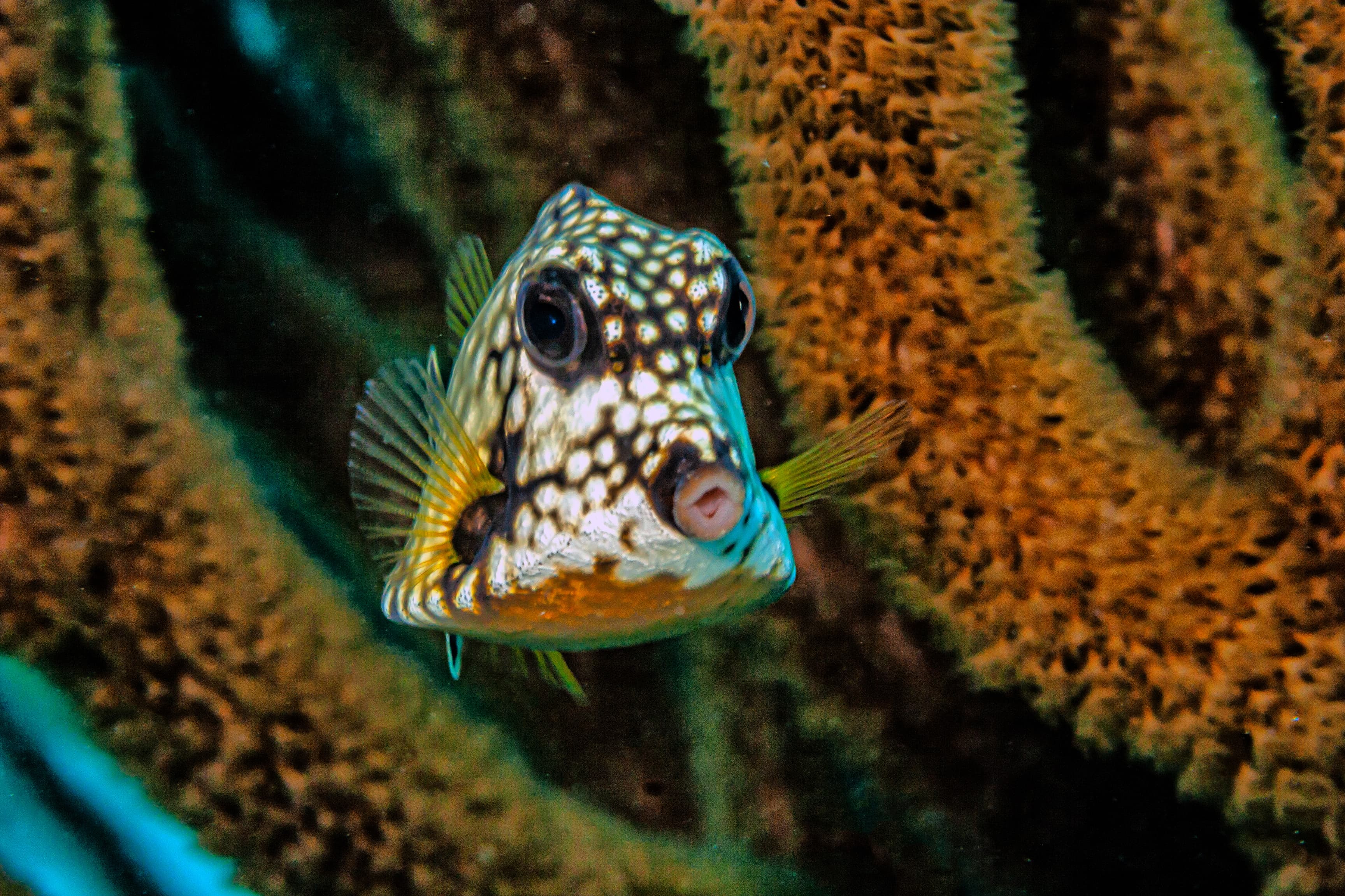 Lactophrys triqueter also known as the Smooth Trunkfish