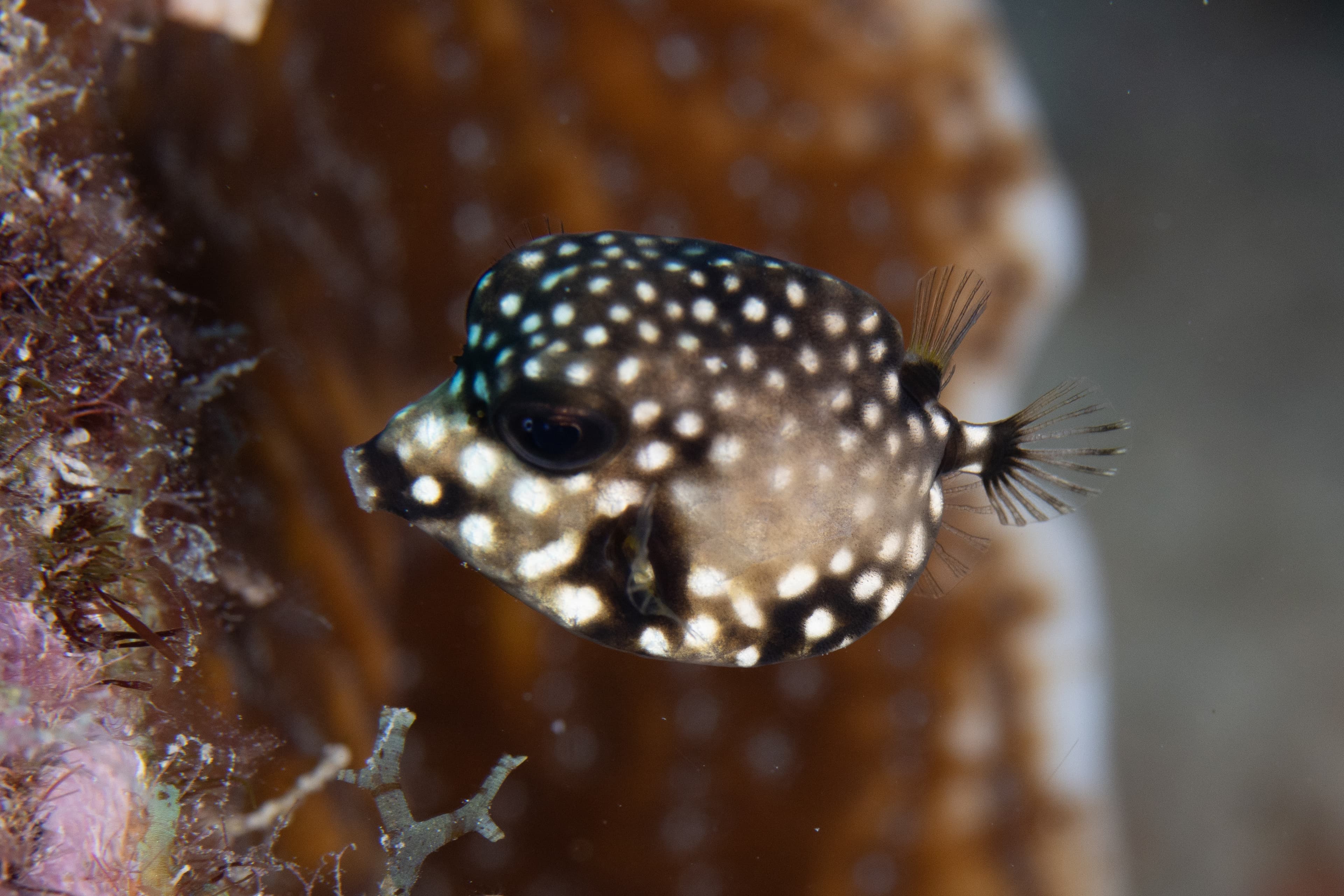 Smooth Trunkfish (Lactophrys triqueter) juvenile on Caribbean coral reef