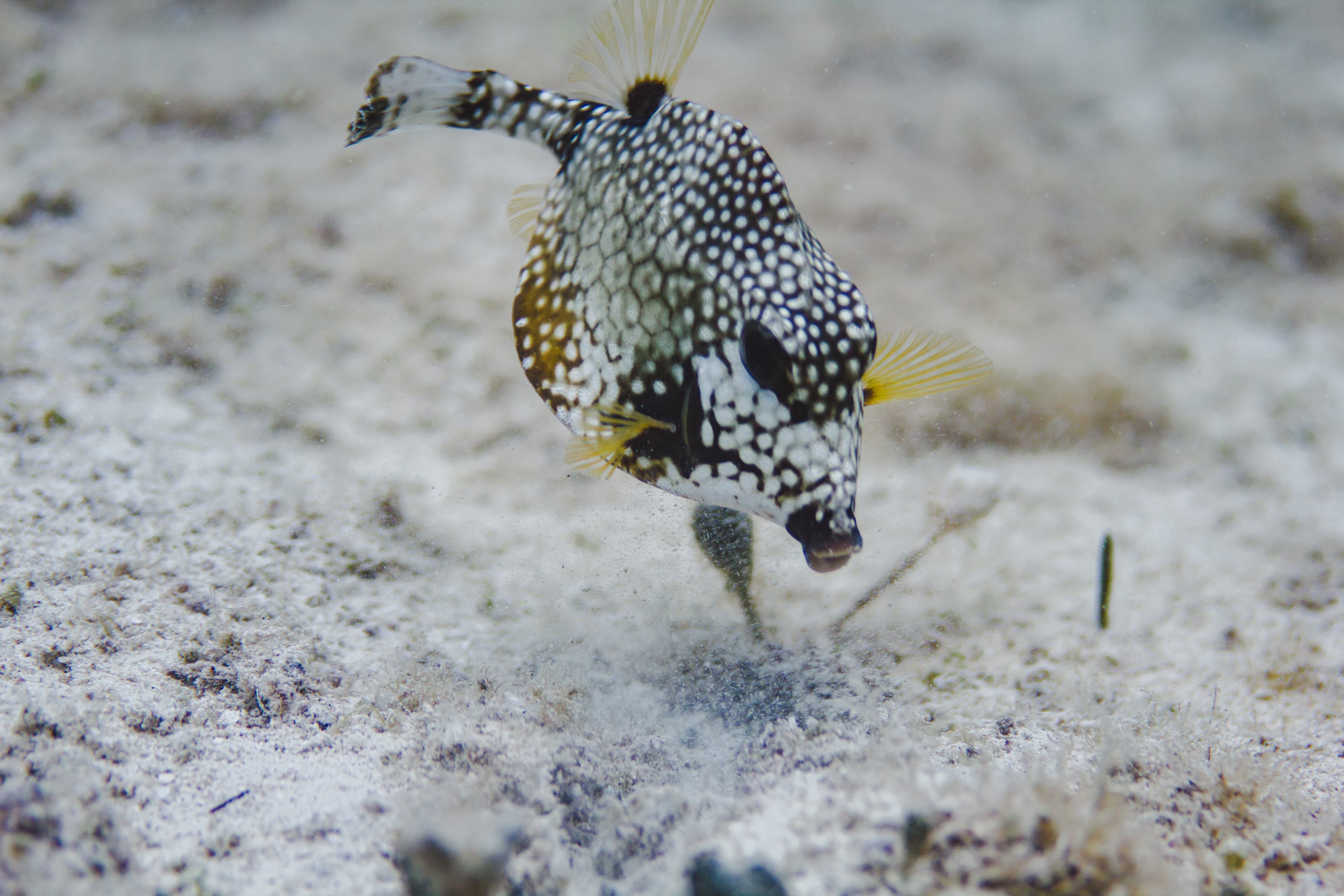 Smooth Trunkfish (Lactophrys triqueter) looking for food on the sand; Cozumel, Mexico