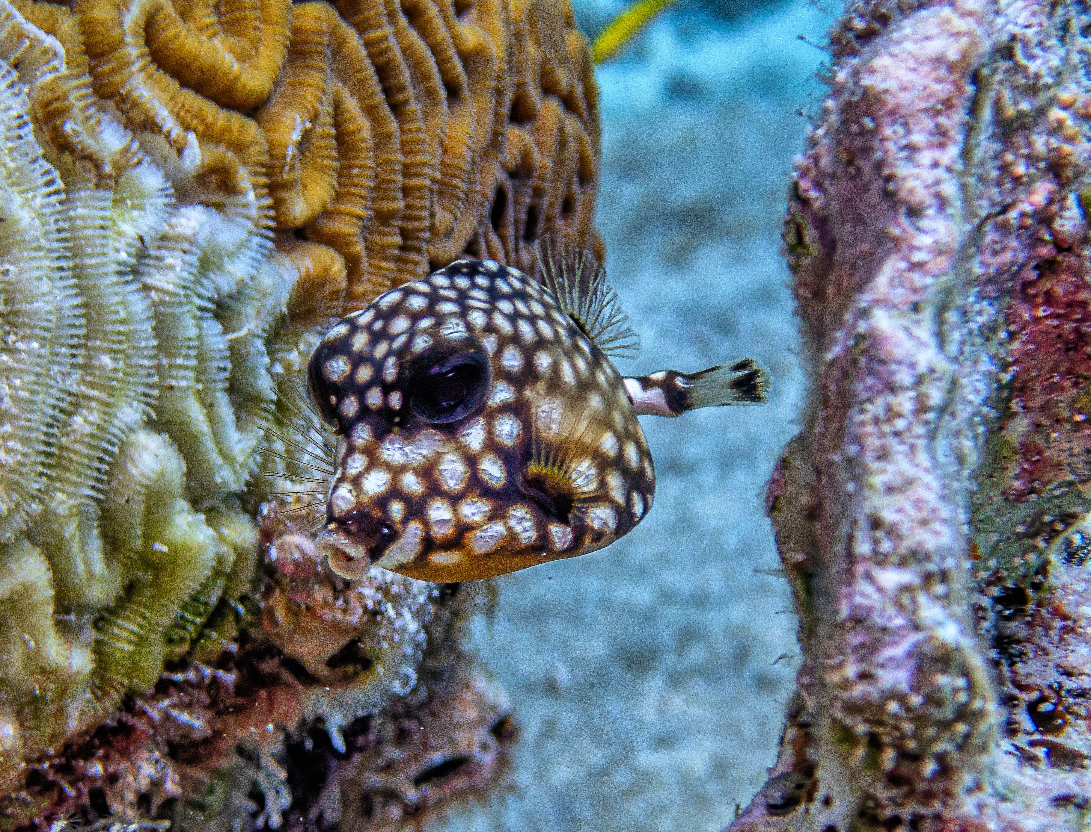 Smooth Trunkfish (Lactophrys triqueter)
