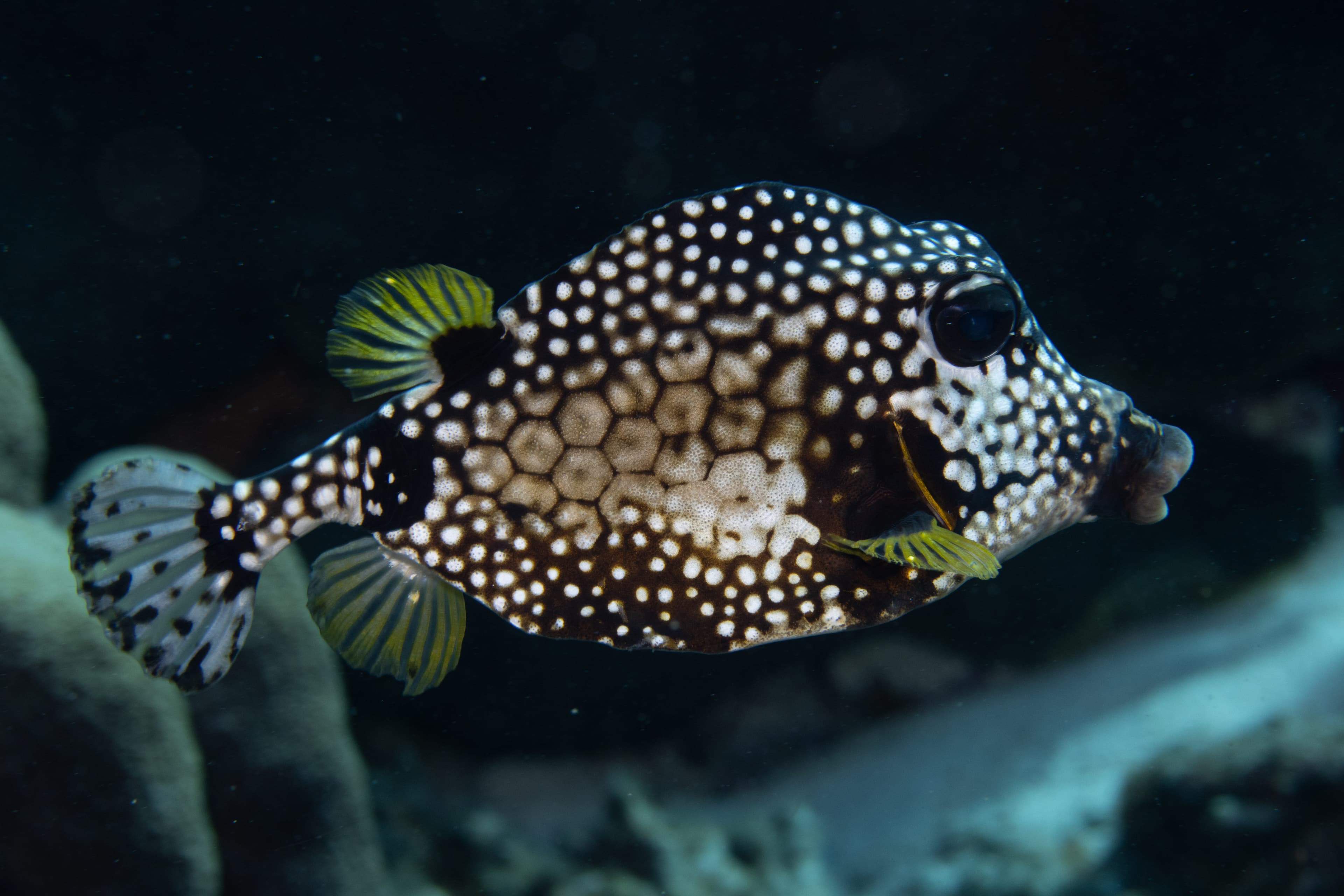 Smooth Trunkfish (Lactophrys triqueter) on Caribbean coral reef