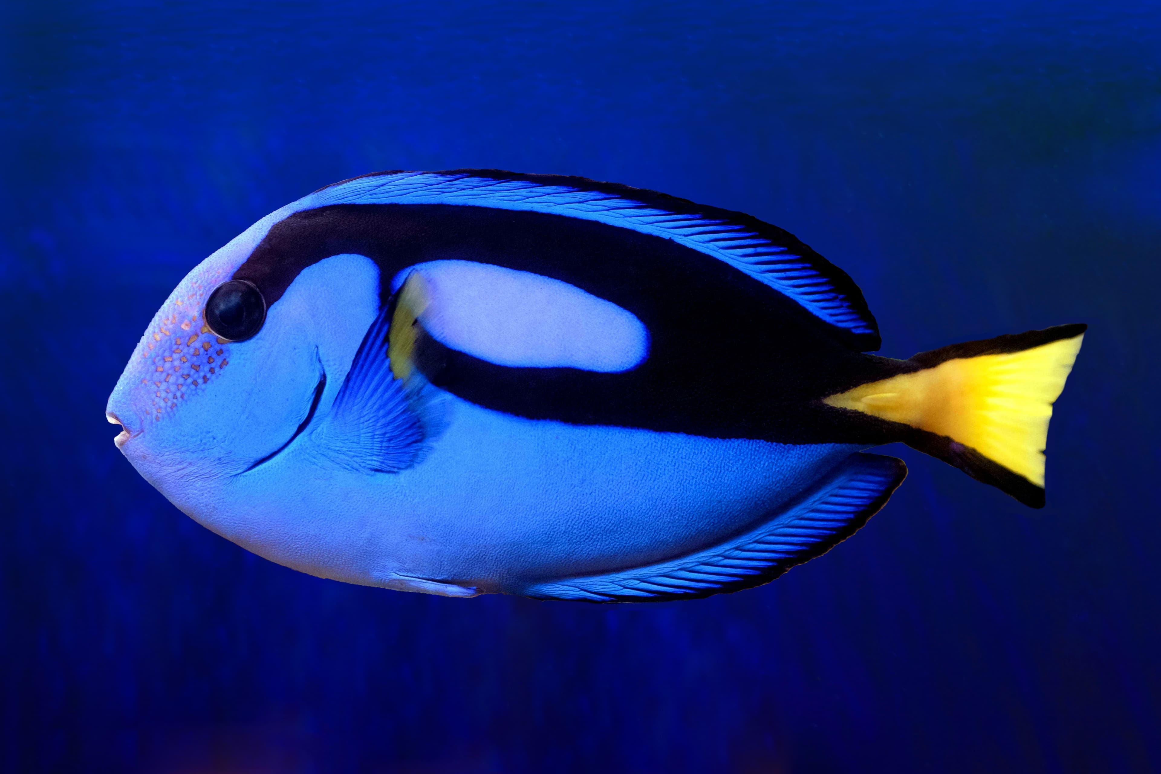 Blue Tang (Paracanthurus hepatus)