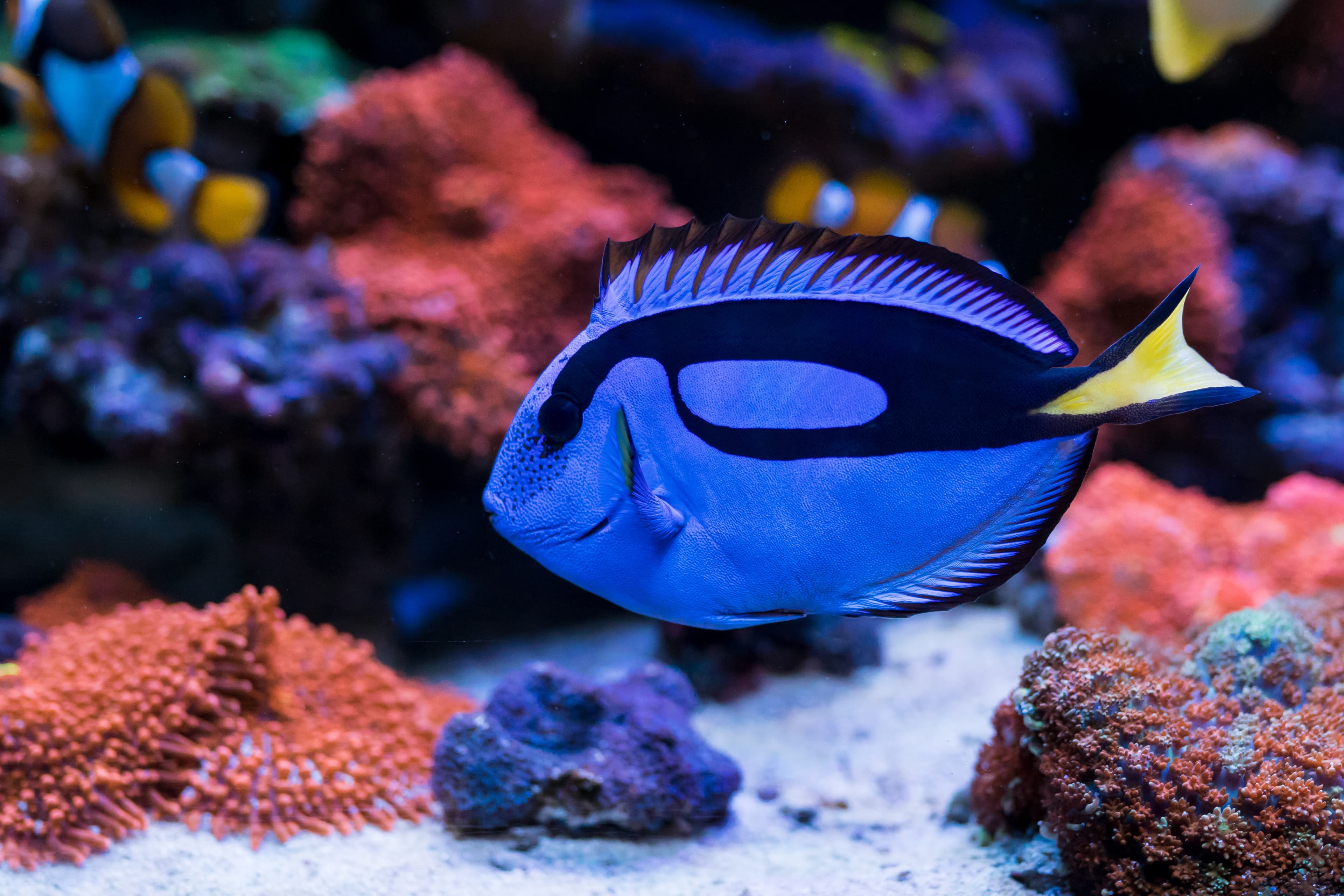 Blue Tang (Paracanthurus hepatus) in reef aquarium