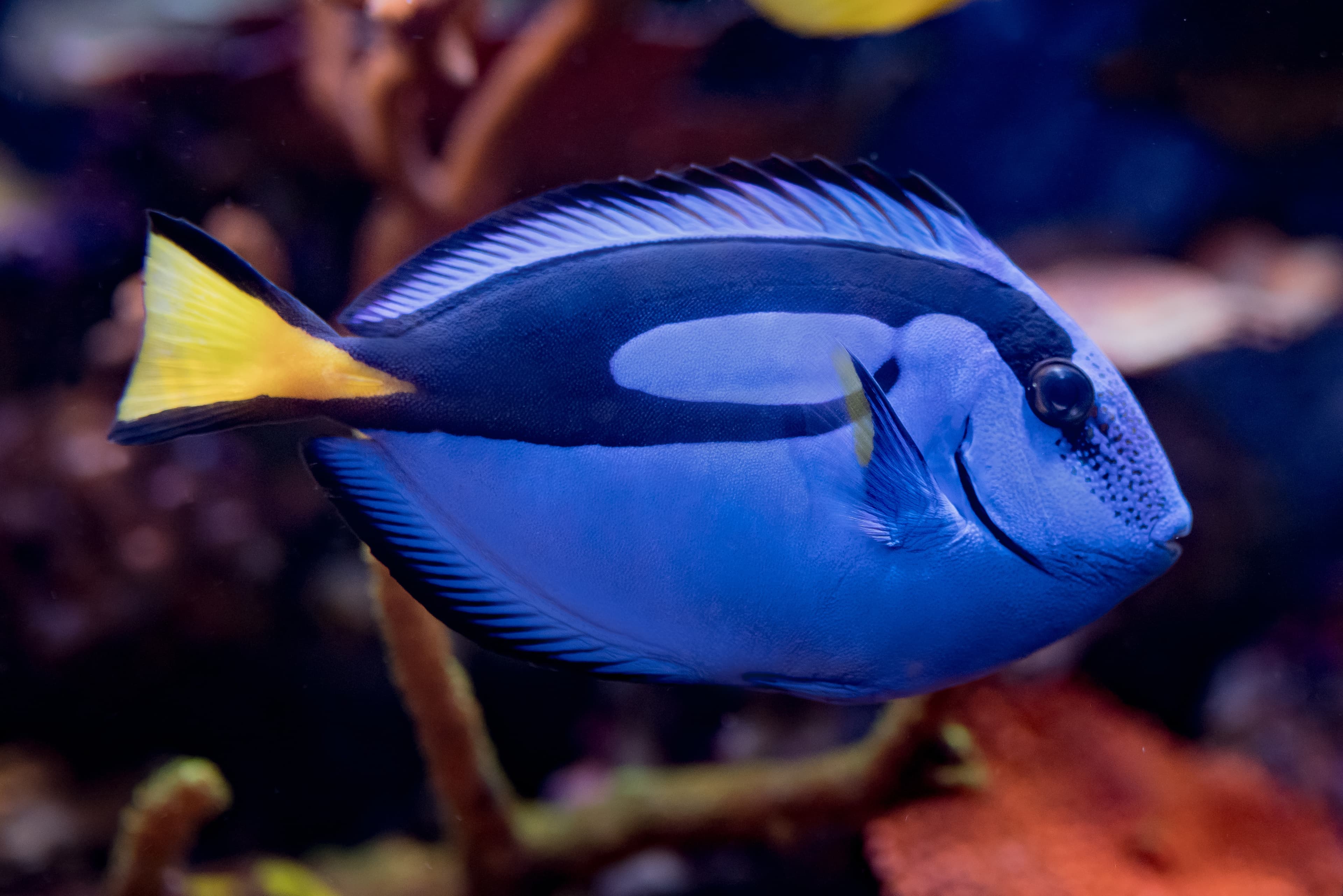 Blue Tang (Paracanthurus hepatus) in reef aquarium