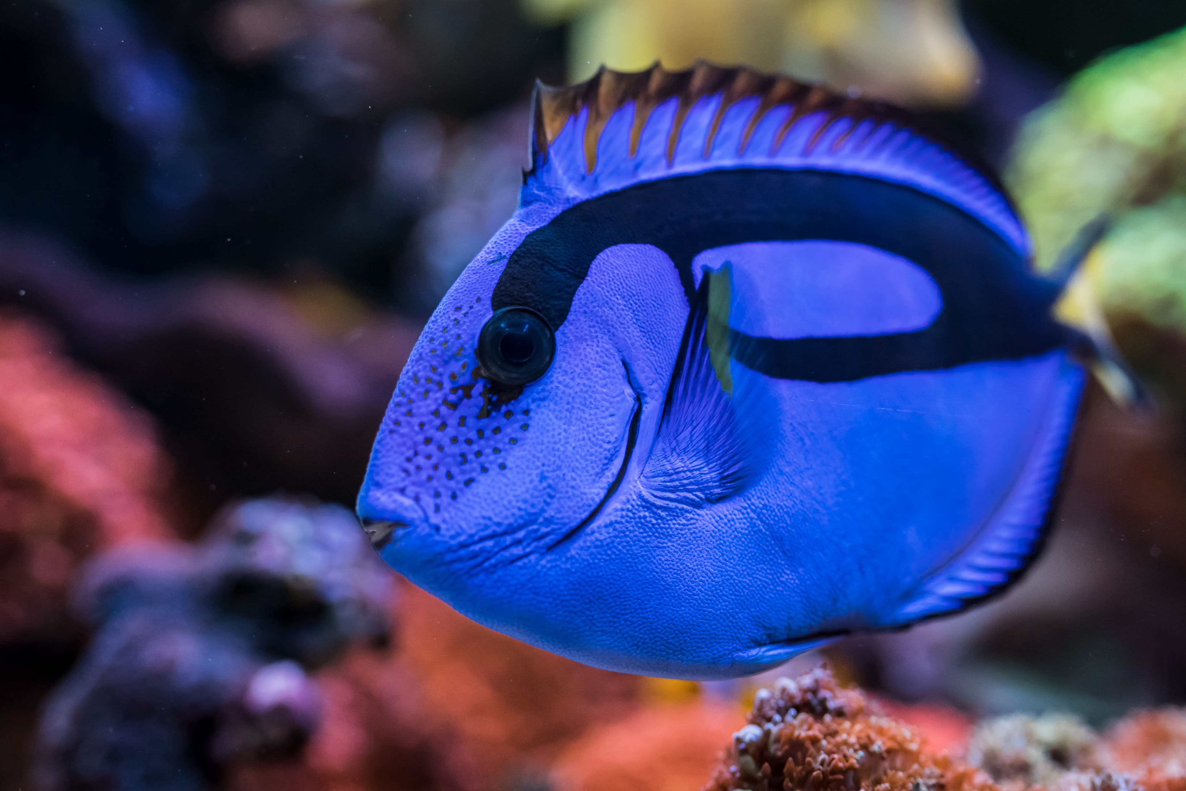 Blue Tang (Paracanthurus hepatus) in reef aquarium