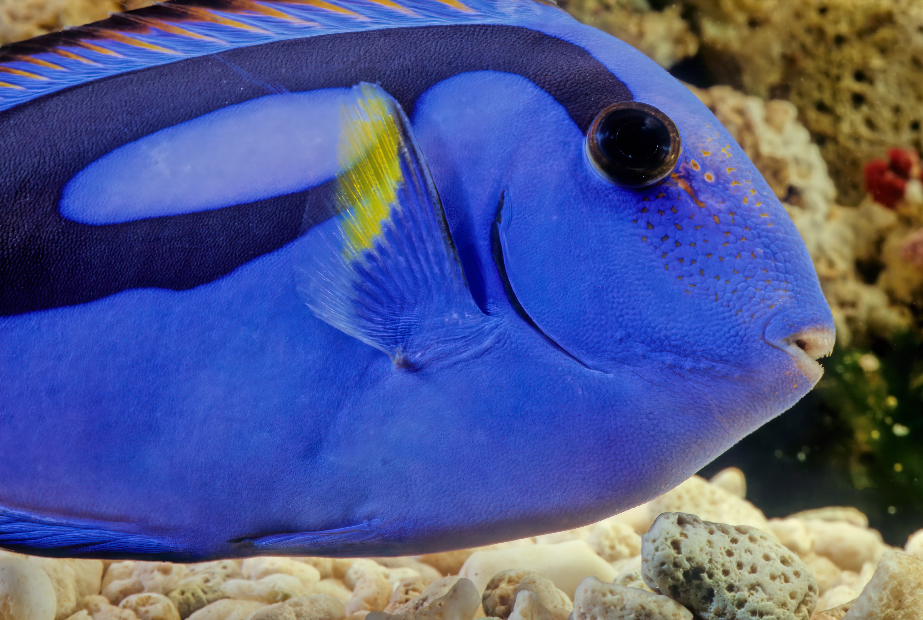 Paracanthurus hepatus is a species of Indo-Pacific surgeonfish. A popular fish in marine aquaria, it is the only member of the genus Paracanthurus