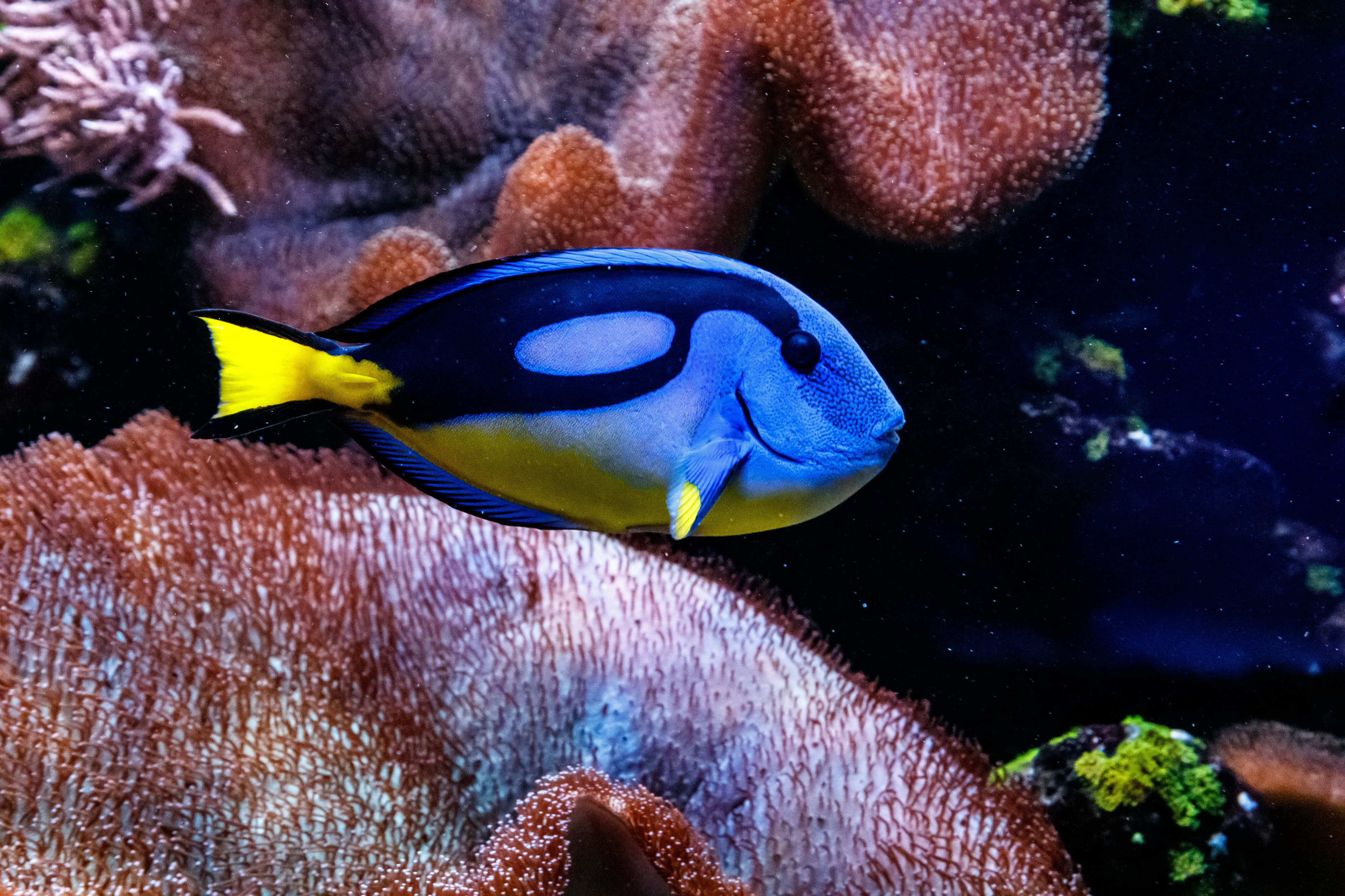 Blue Tang (Paracanthurus hepatus)