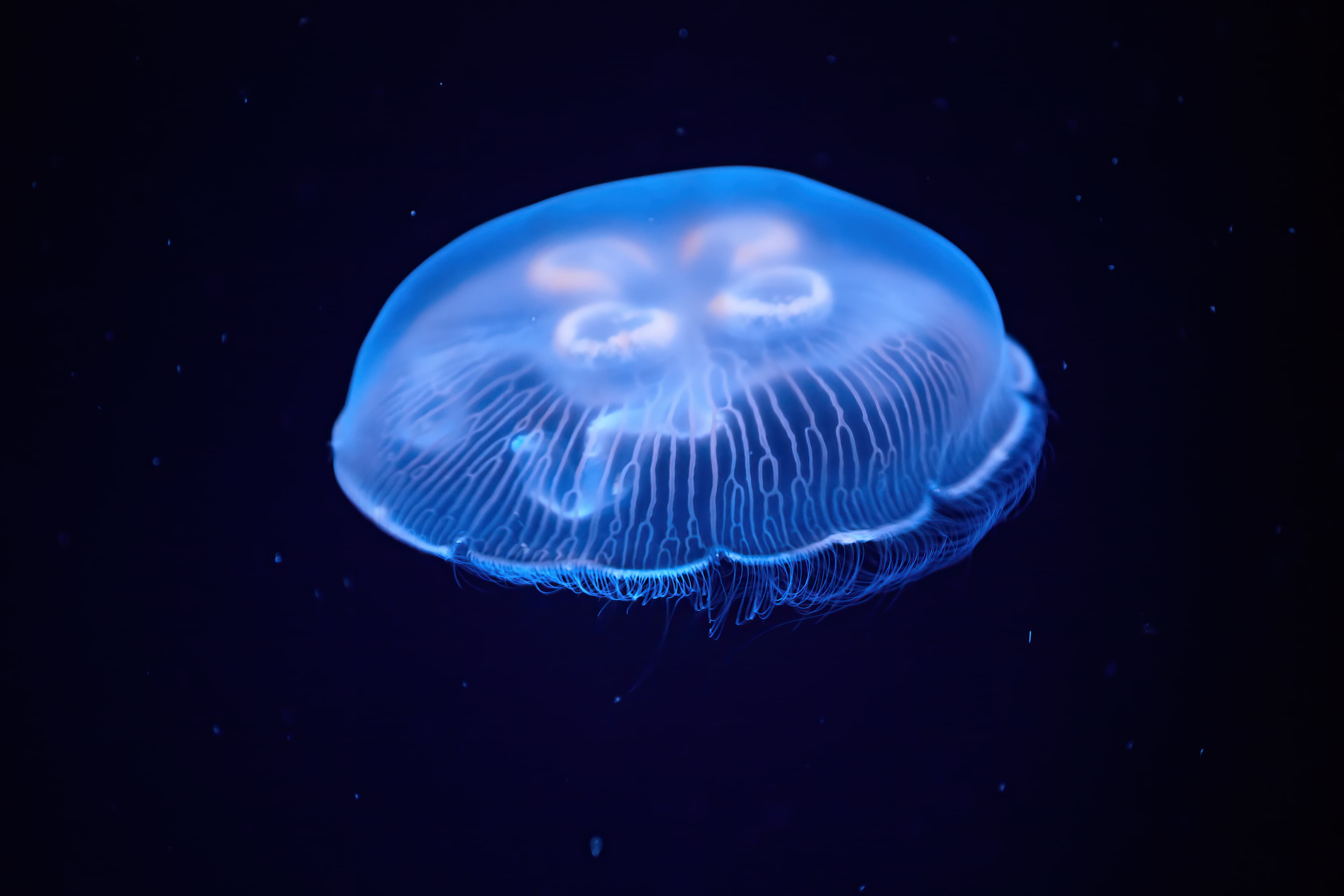 Moon Jellyfish (Aurelia aurita) illuminated with blue light swimming in a dark aquarium