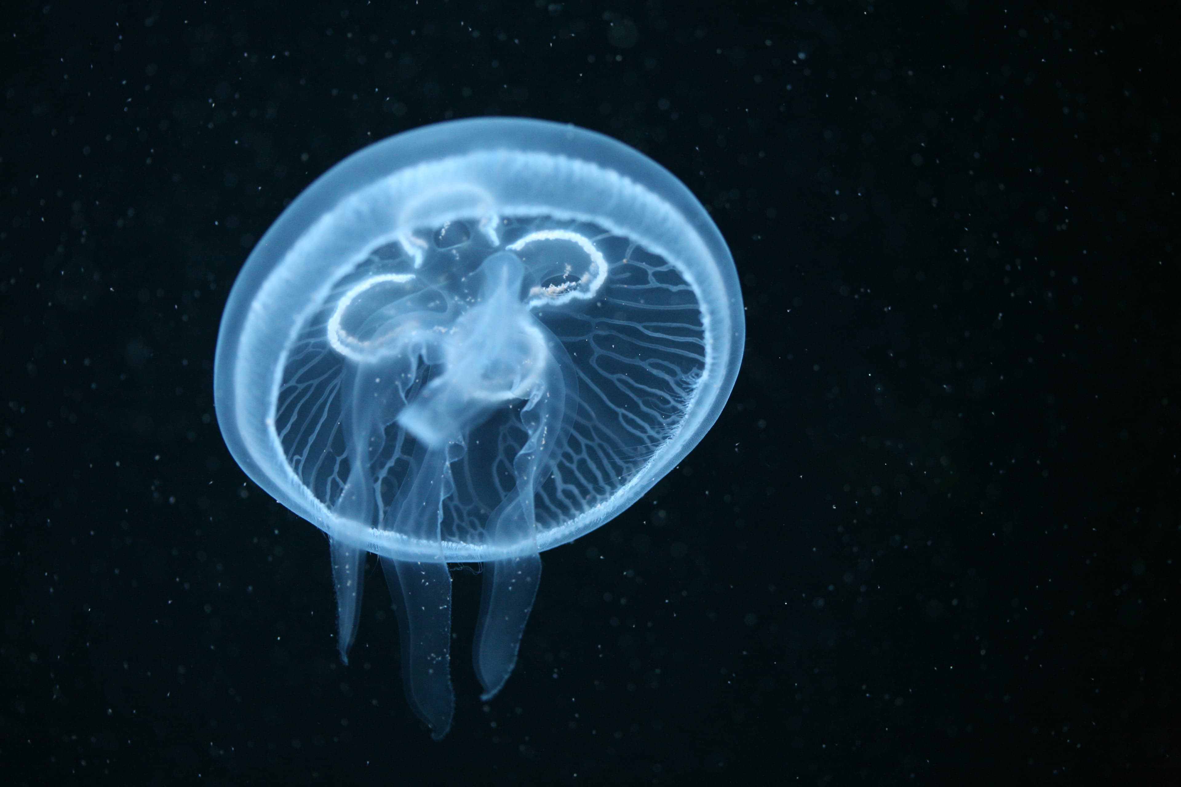 Moon Jellyfish (Aurelia aurita) in an aquarium