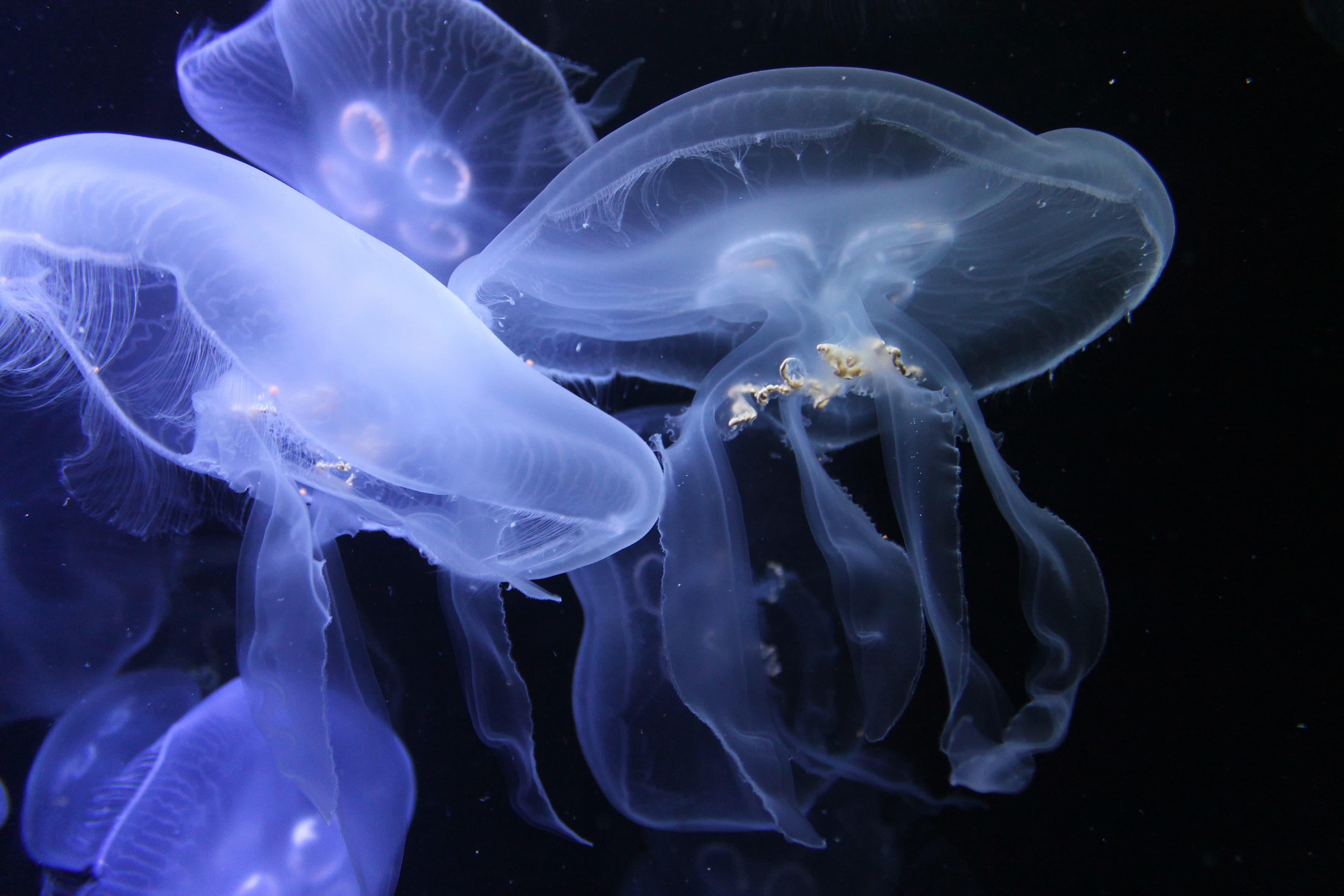 Group of Moon Jellyfish (Aurelia aurita)