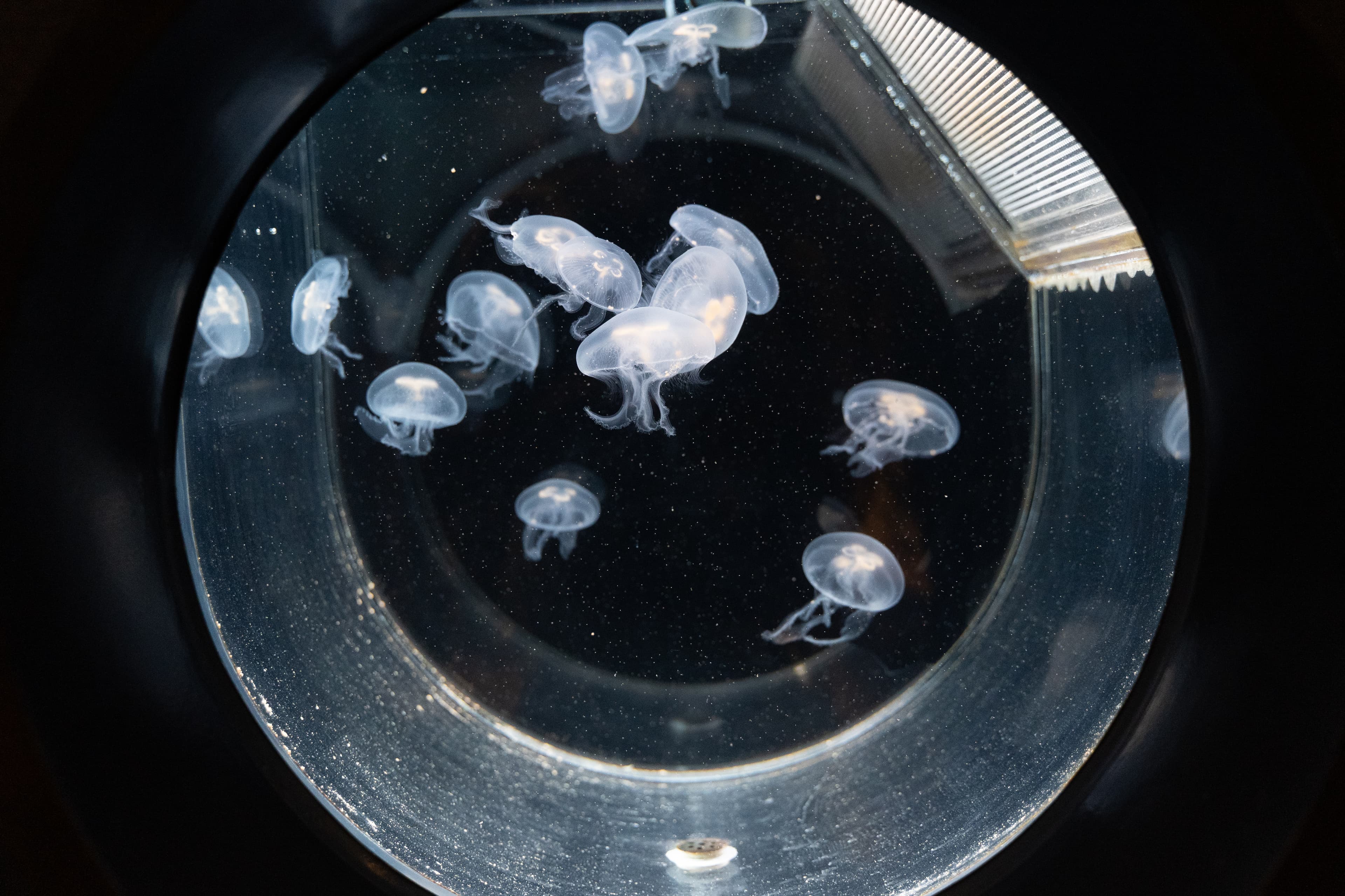 Moon Jellyfish (Aurelia aurita) in kreisel tank