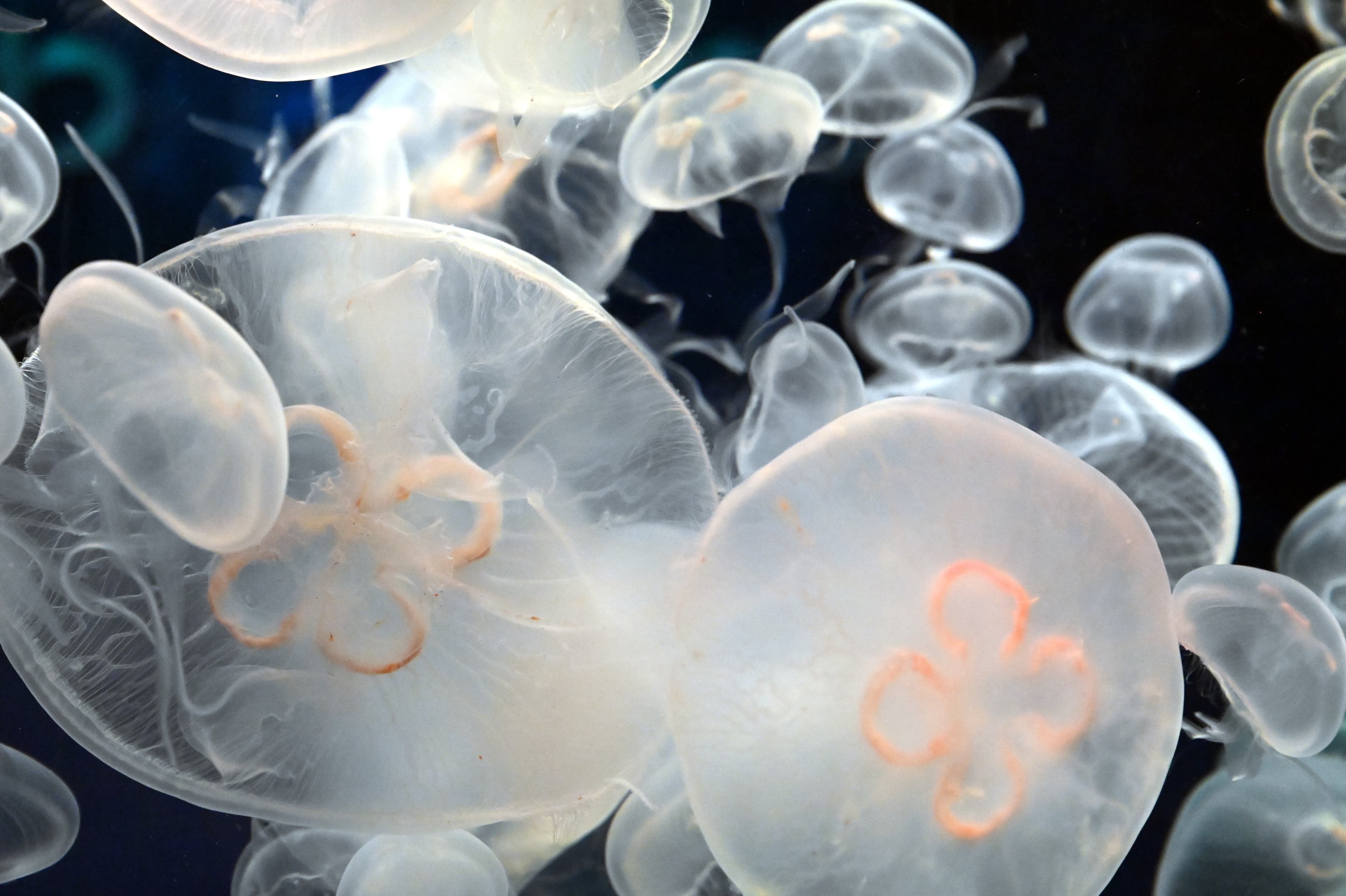 The beautiful Moon Jellyfish (Aurelia aurita) swimming in a group