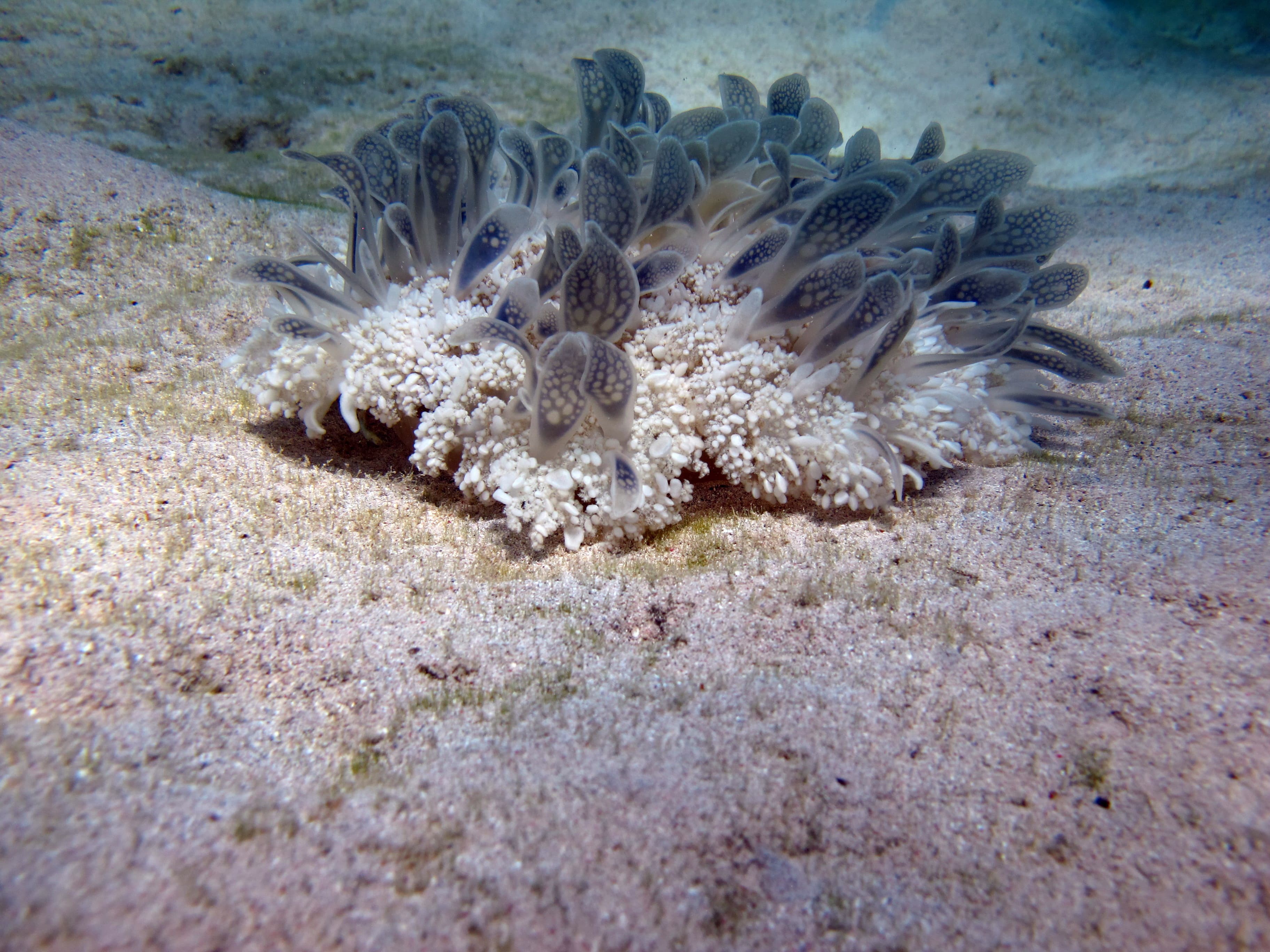 Upside-down Jellyfish (Cassiopea andromeda)