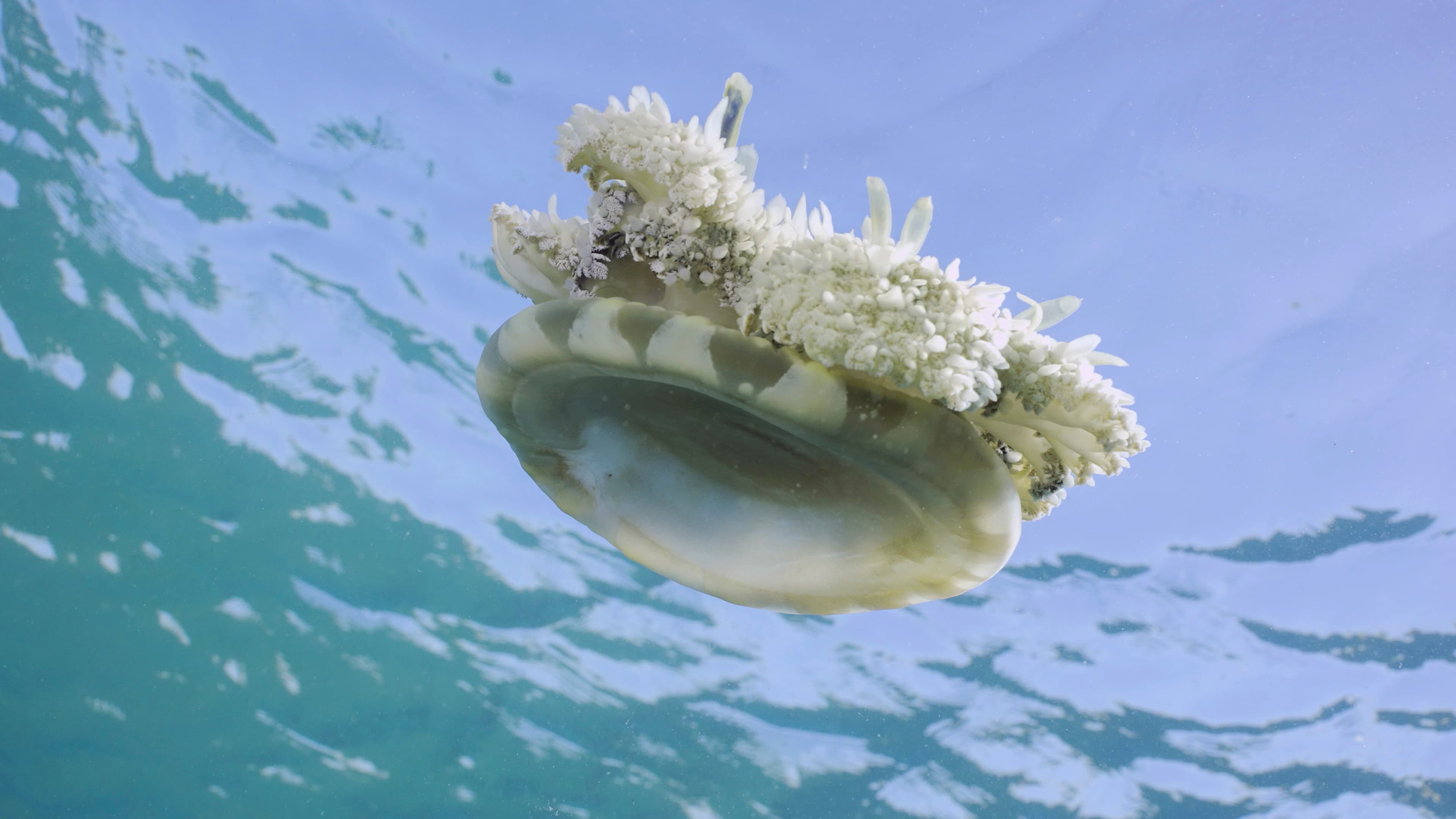 Upside-down Jellyfish (Cassiopea andromeda) swimming under surface of water, Red sea, Egypt