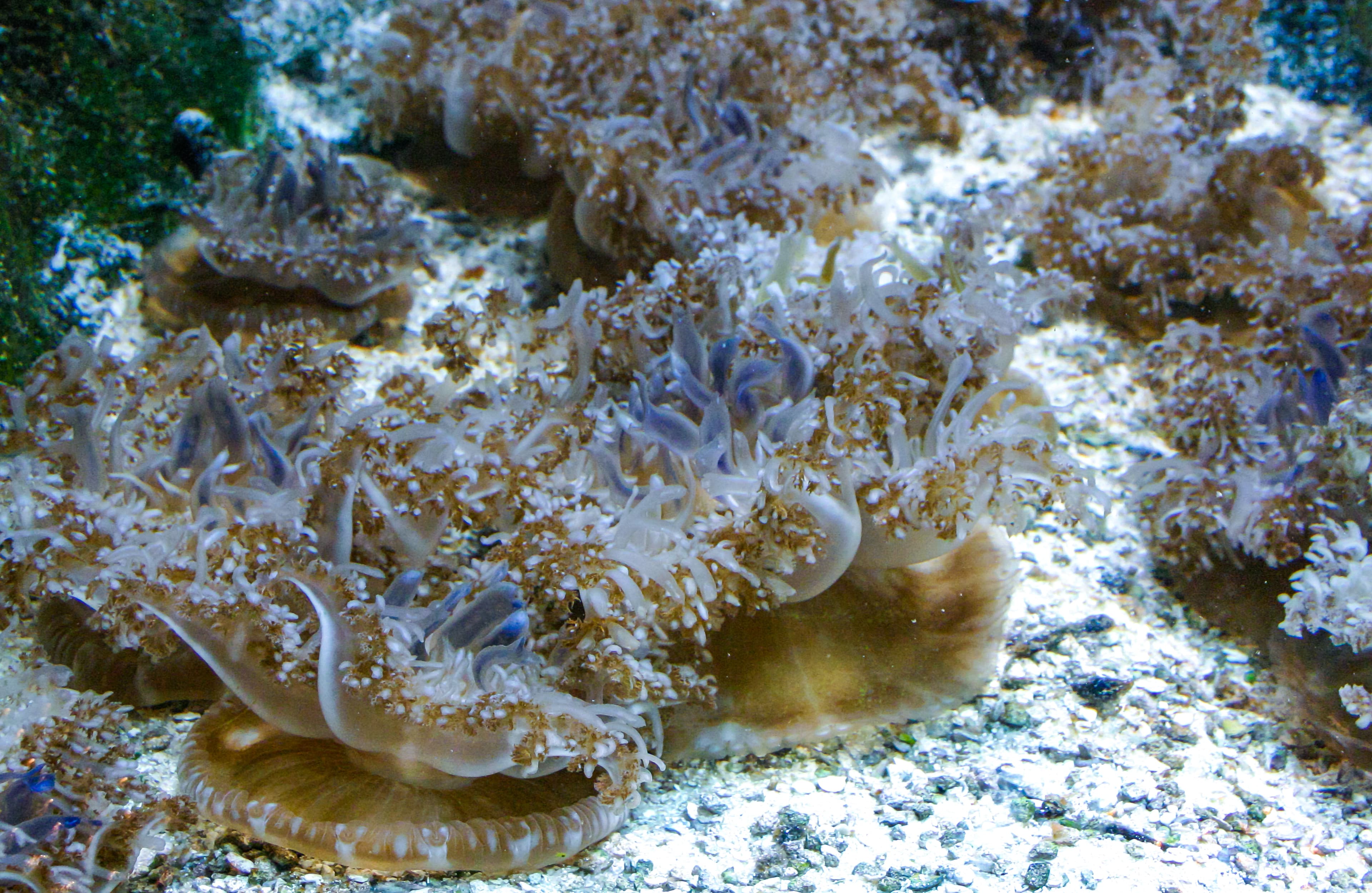 Upside-down Jellyfish (Cassiopea andromeda) - mangrove jellyfish symbiotic with algae, lying on the bottom in a bright place for photosynthesis by zooxanthellae