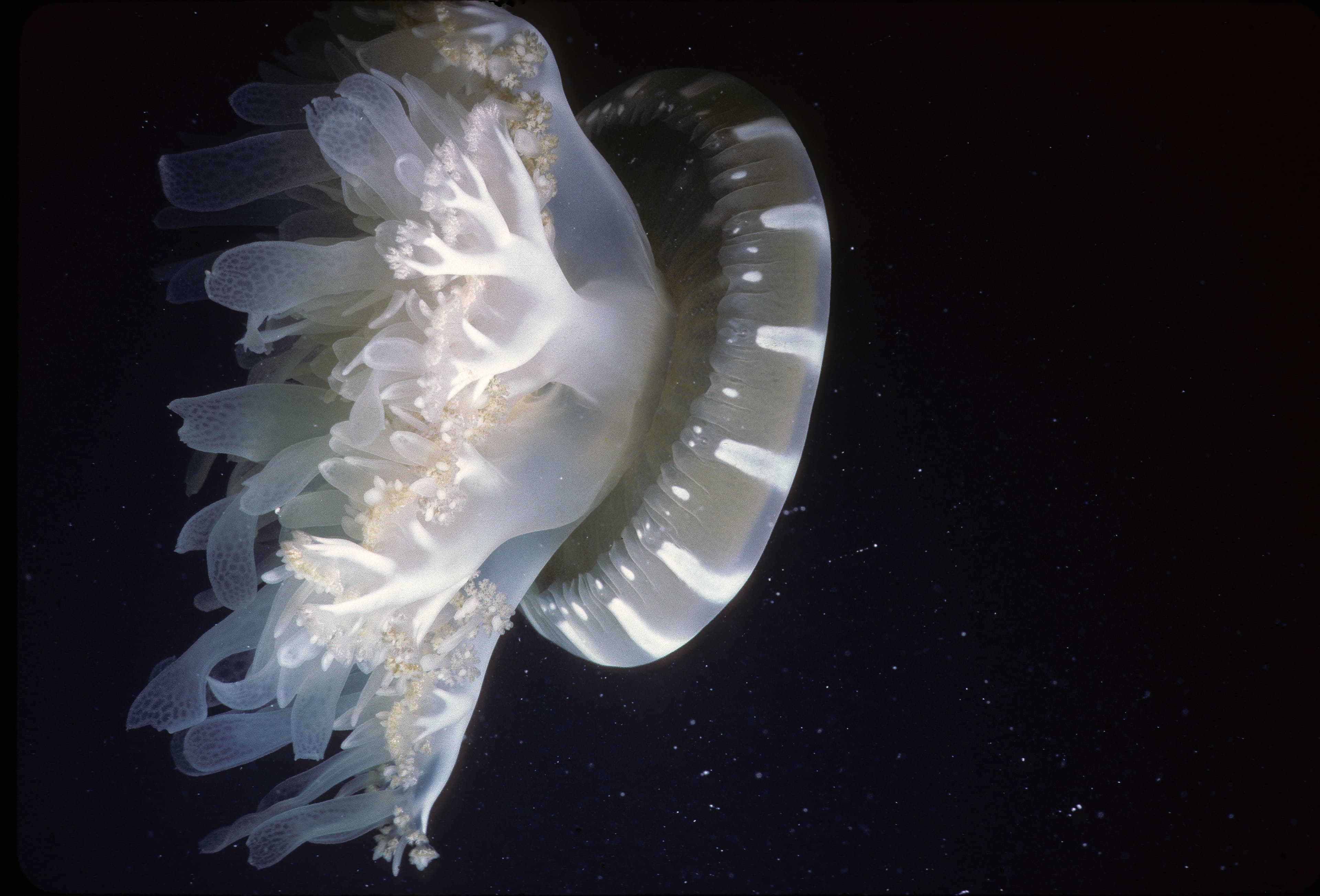 Upside-down Jellyfish (Cassiopea andromeda)