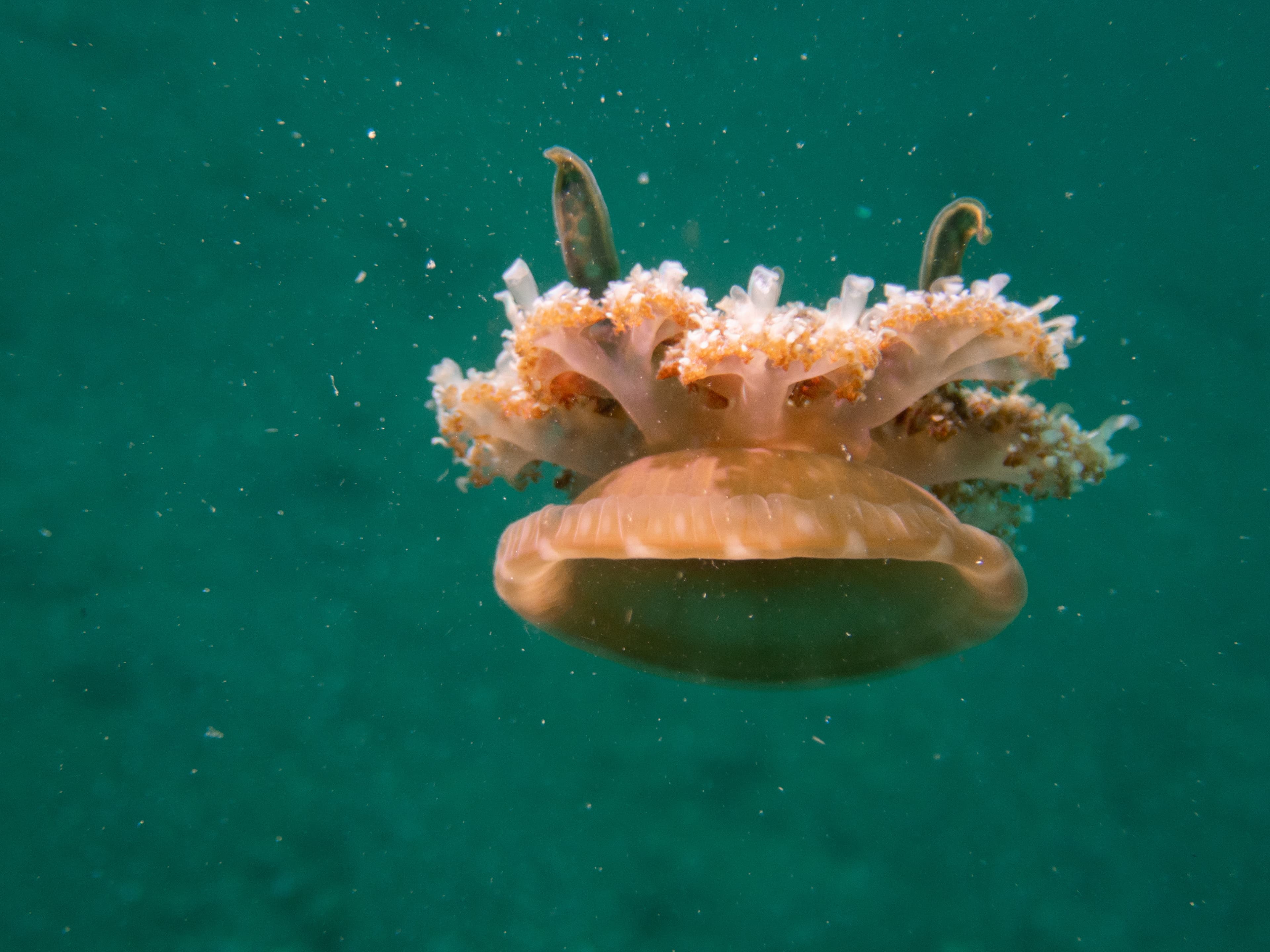 Brown Upside-down Jellyfish (Cassiopea xamachana)