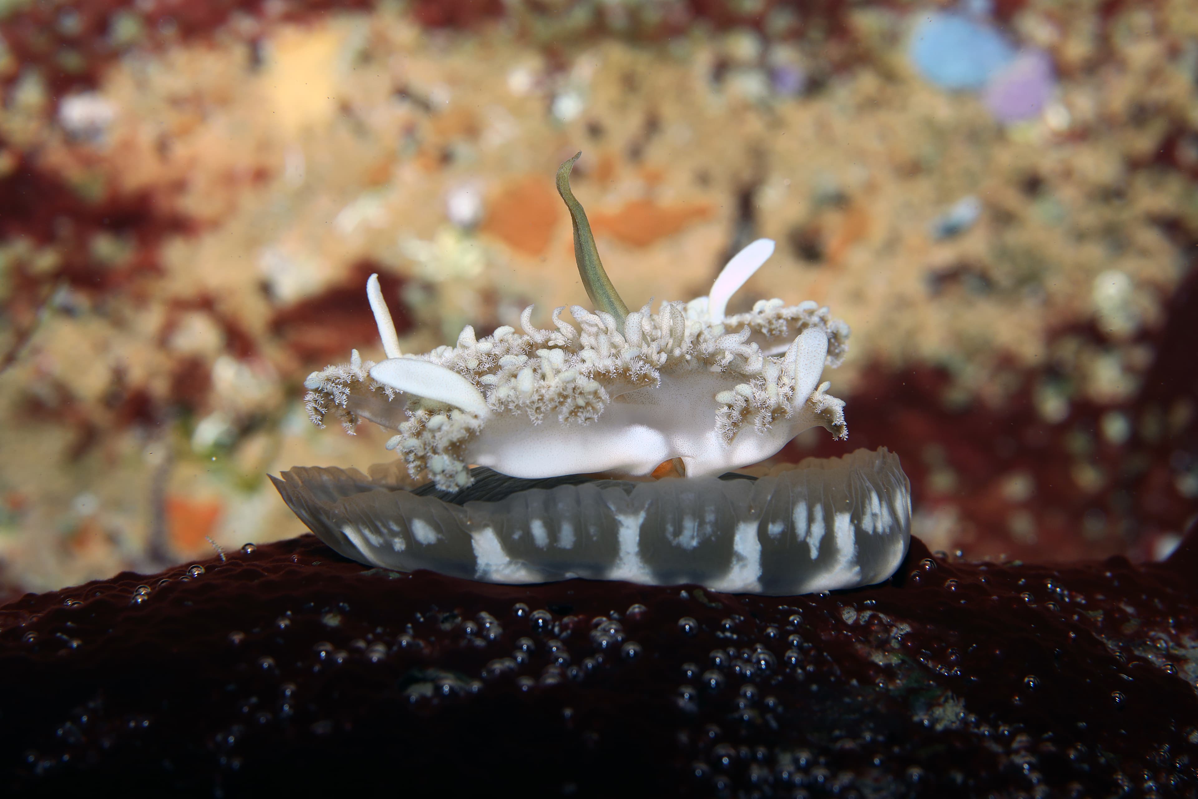 Mangrove Upside-down Jellyfish