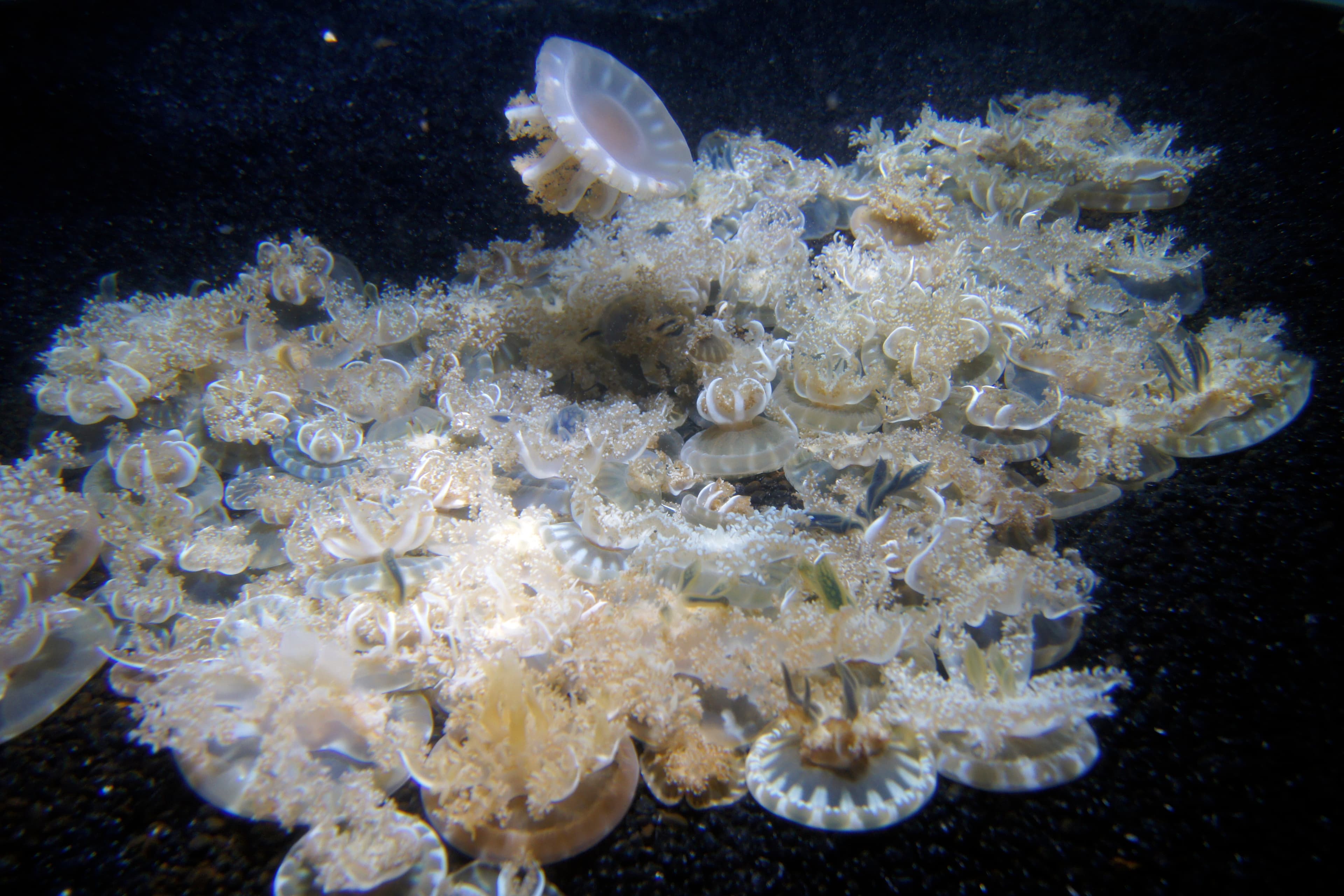 Mangrove Upside-down Jellyfish (Cassiopea xamachana), Baltimore Aquarium, Maryland, United States