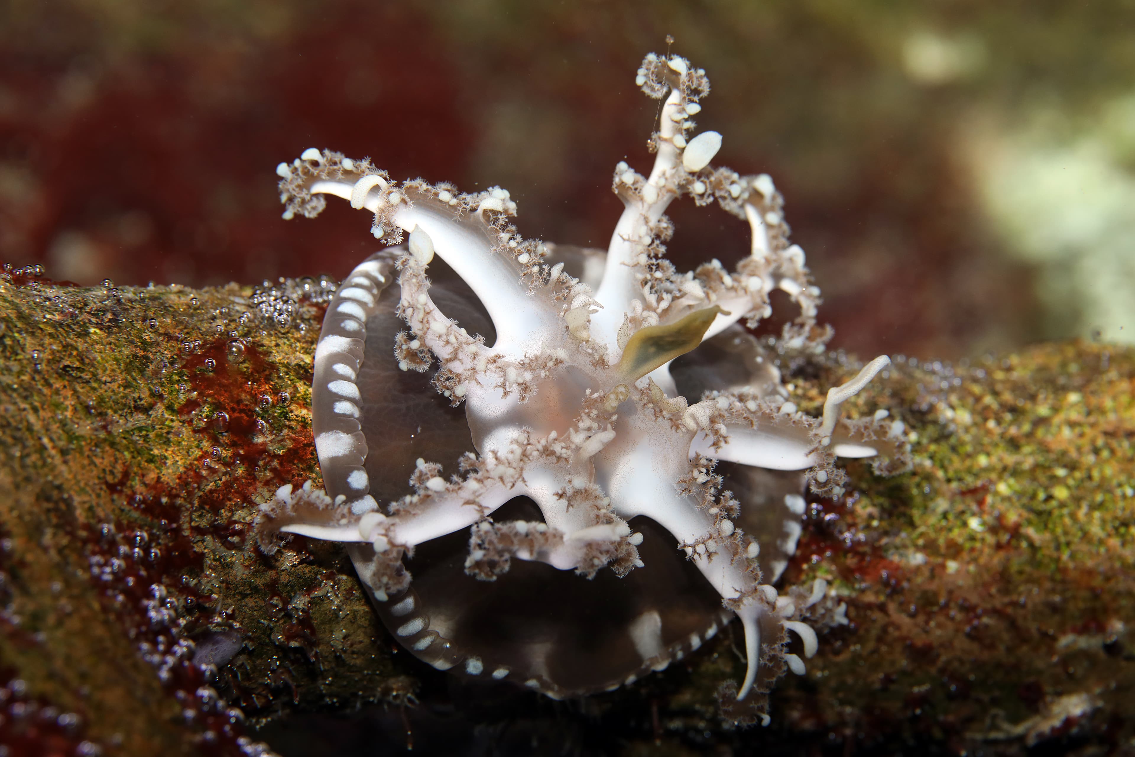 Mangrove Upside-down Jellyfish