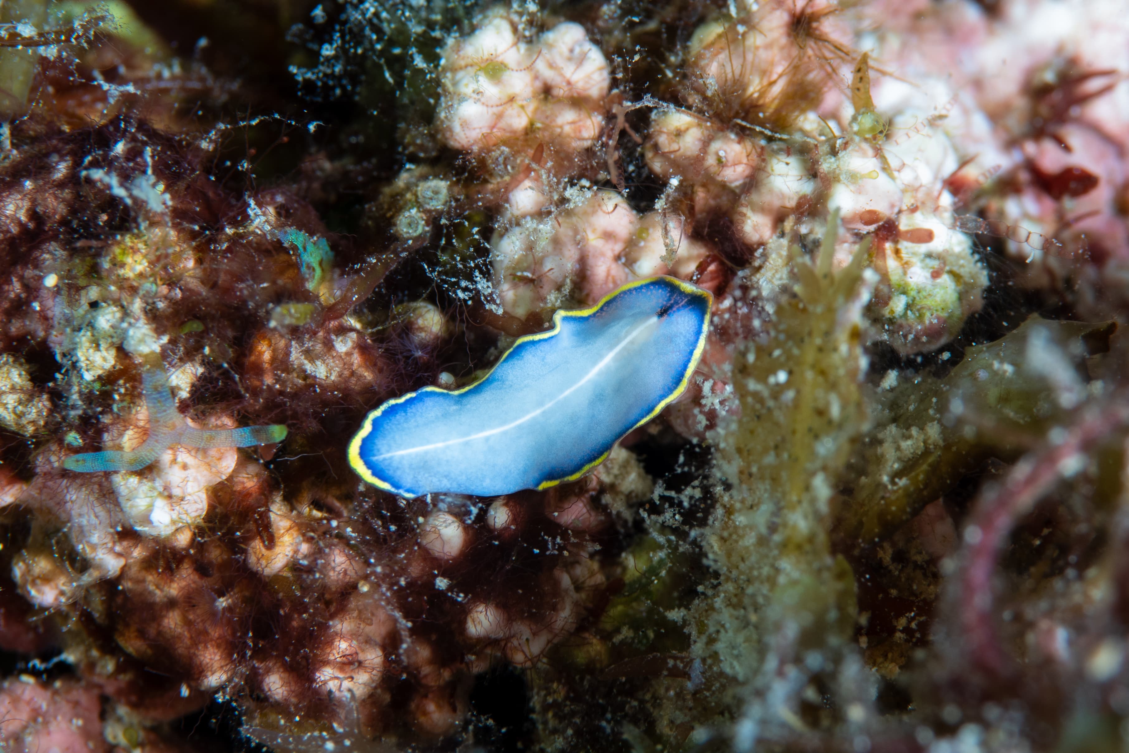 Marine Blue Flatworm (Cycloporus venetus)