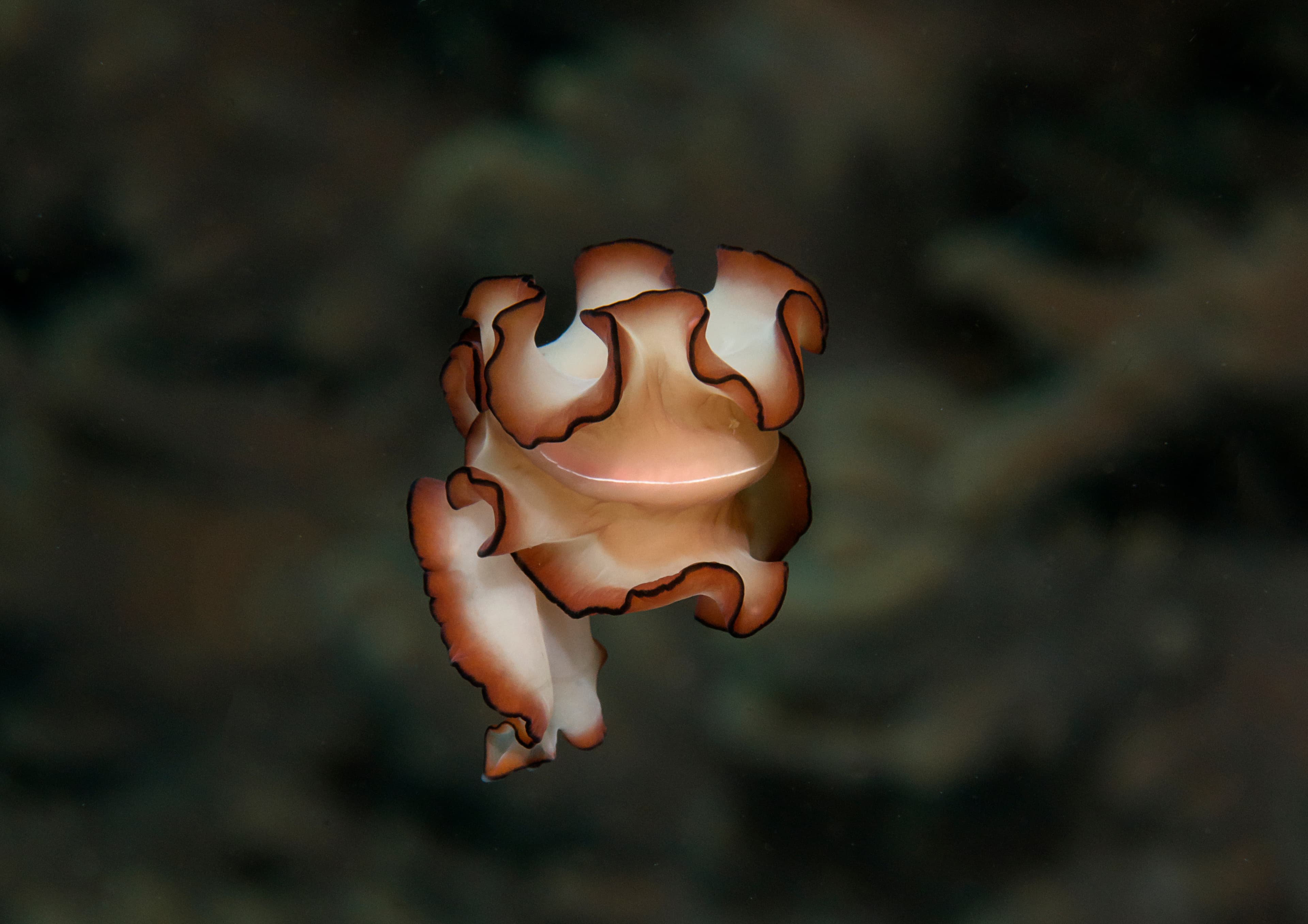 Orsak's Flatworm (Maiazoon orsaki) swimming upon corals of Raja Ampat