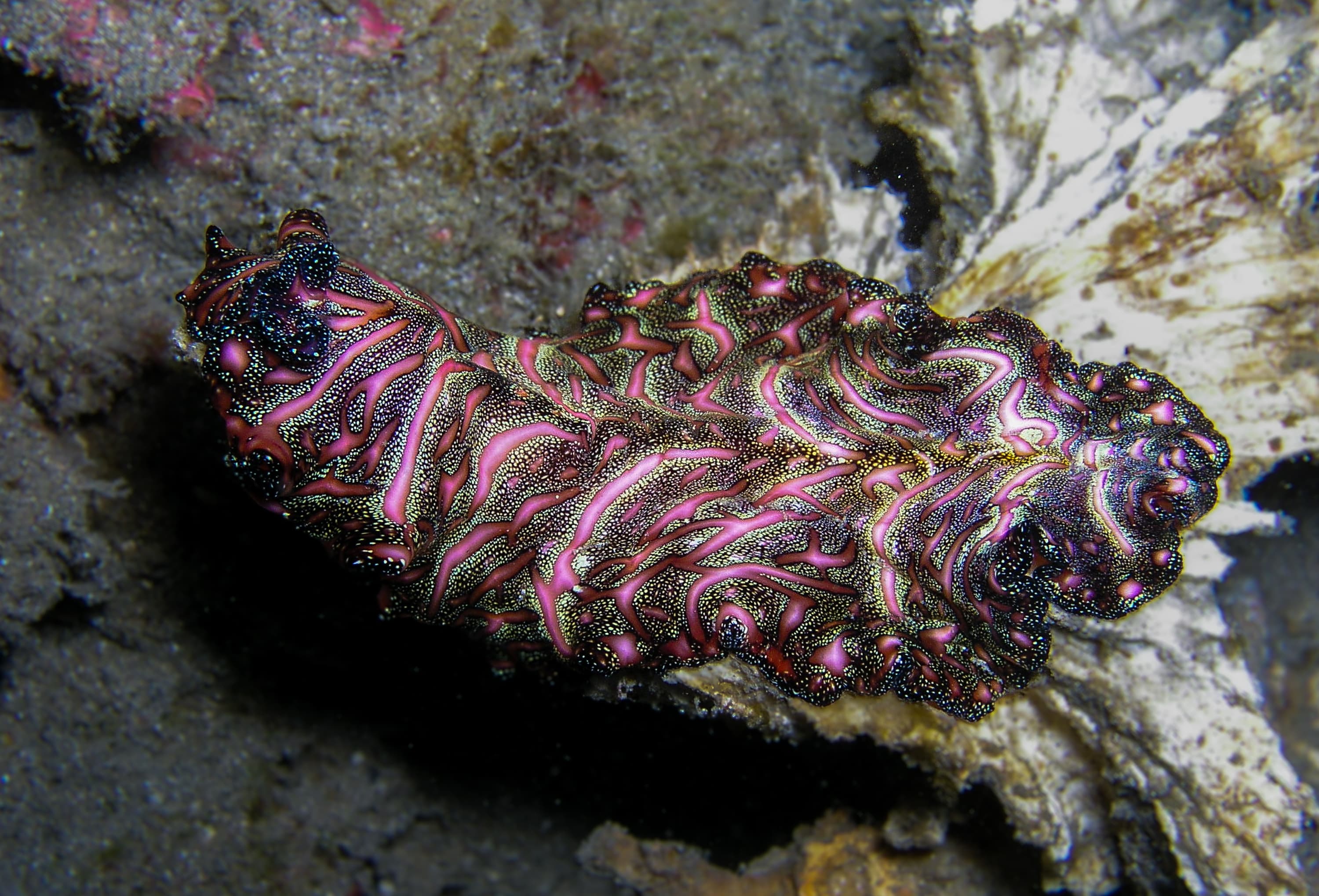 Persian Carpet Flatworm (Pseudobiceros bedfordi)