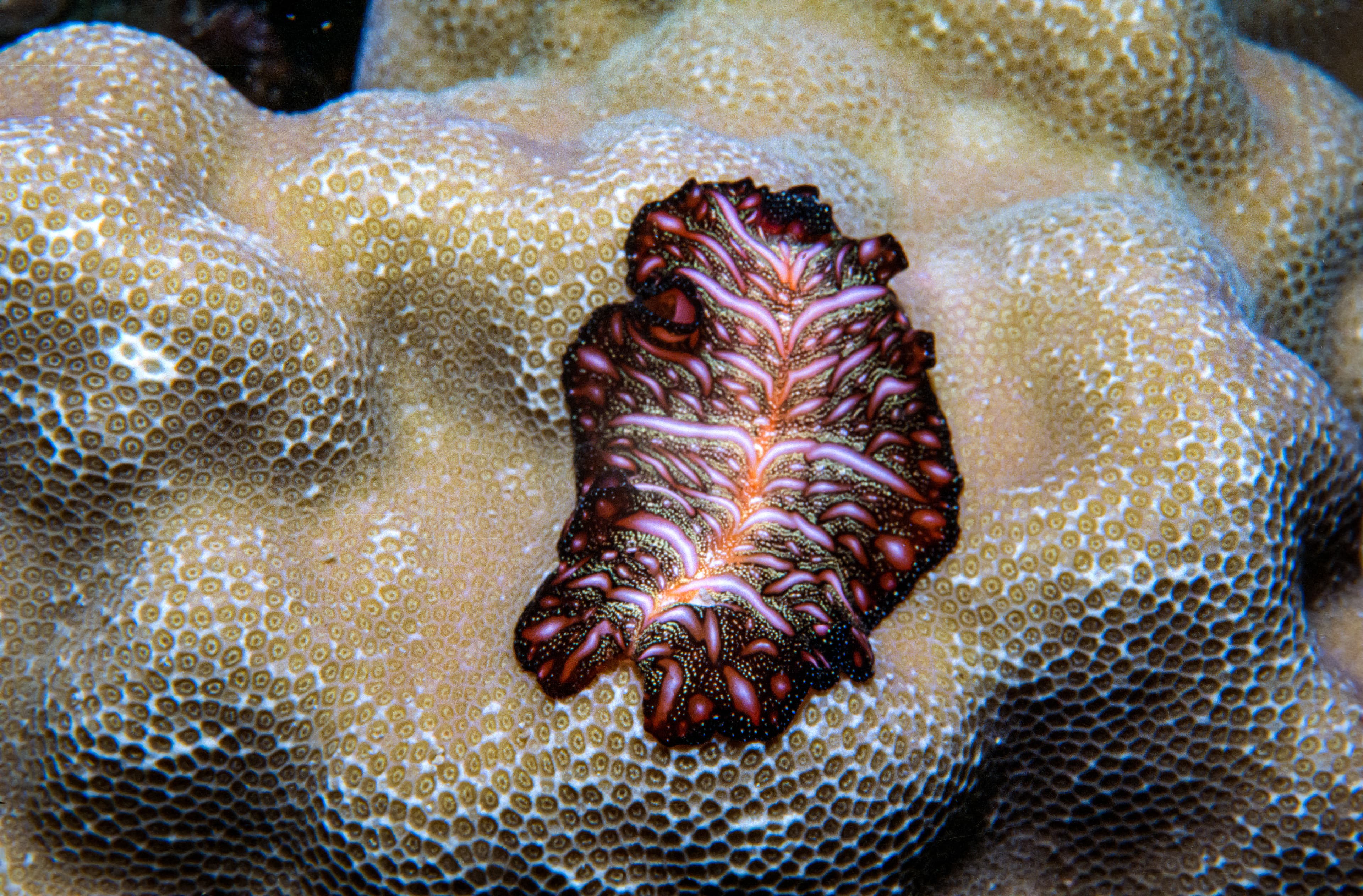 Persian Carpet Flatworm (Pseudobiceros bedfordi) - Palau